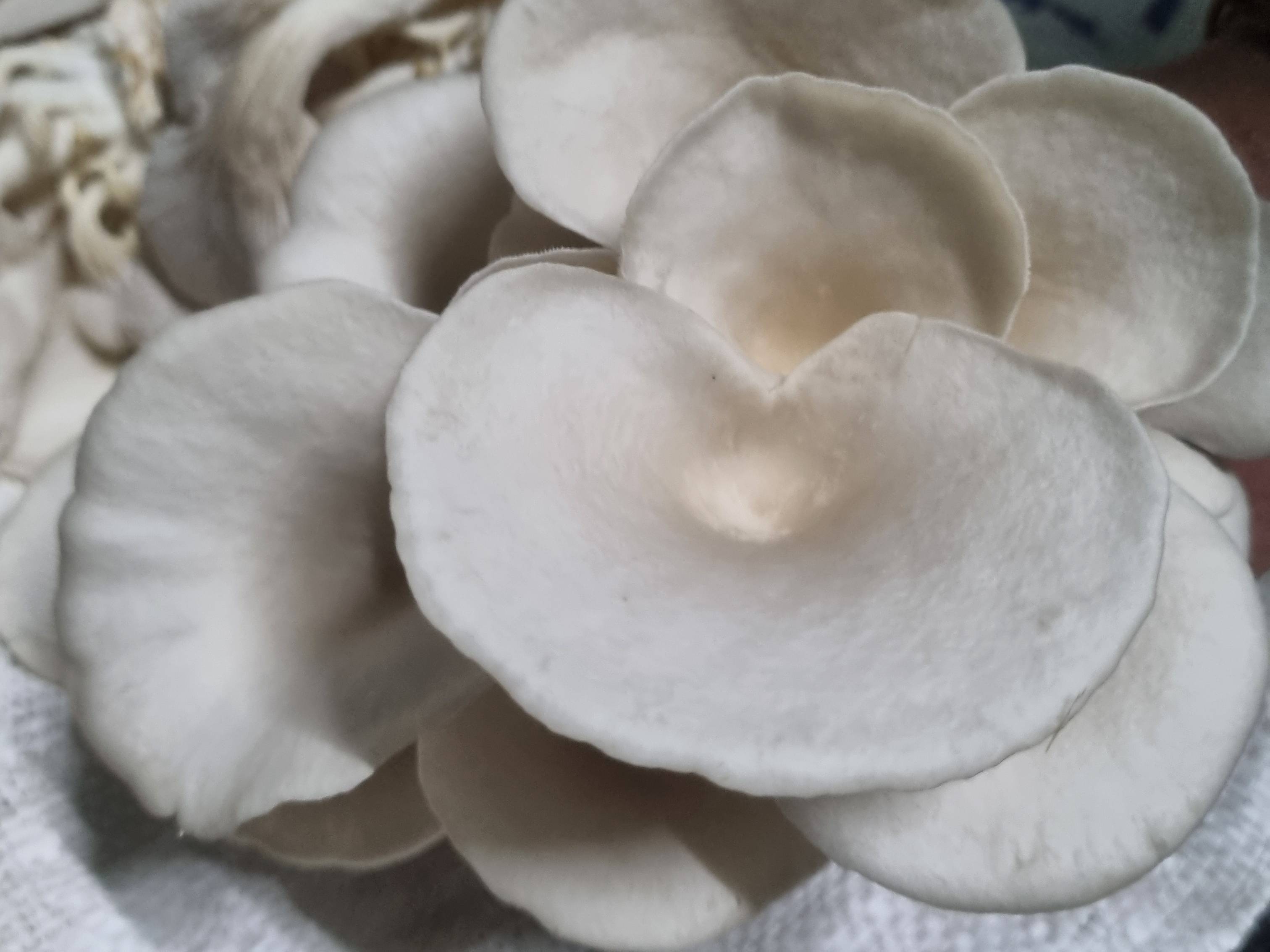 Oyster Mushroom विक्रीसाठी, पुणे, महाराष्ट्र