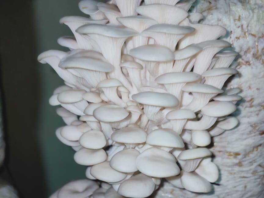 Oyster Mushroom विक्रीसाठी, पुणे, महाराष्ट्र