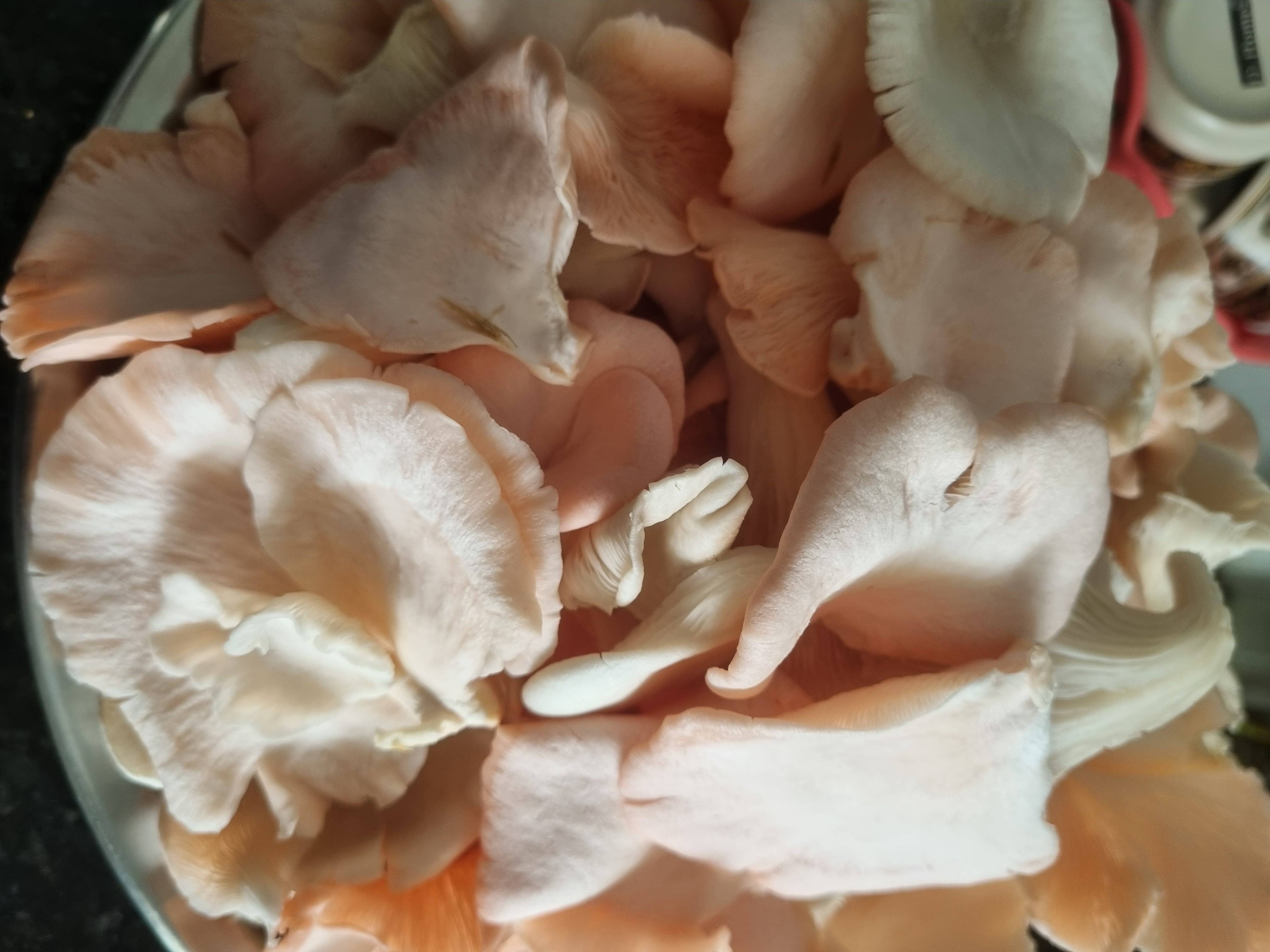 Oyster Mushroom विक्रीसाठी, पुणे, महाराष्ट्र