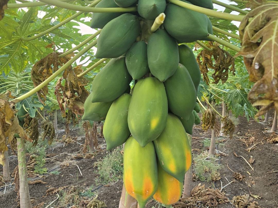 Taiwan Papaya बिक्री के लिए, वर्धा, महाराष्ट्र