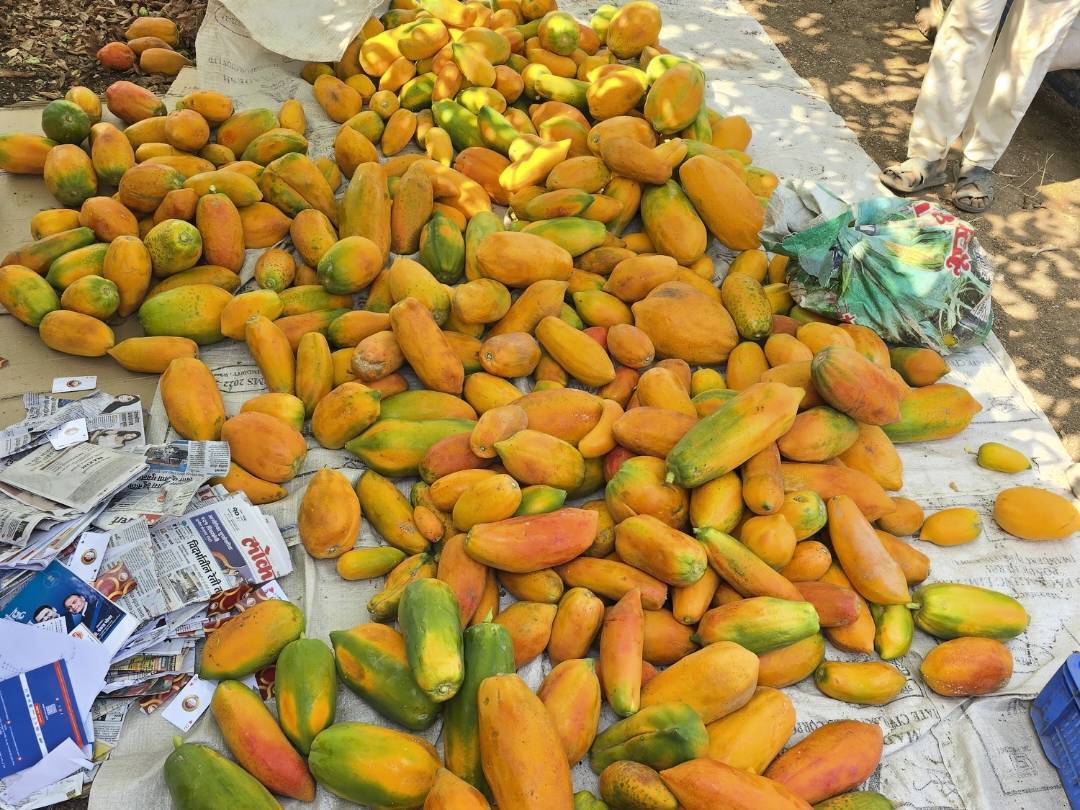 Taiwan Papaya बिक्री के लिए, वर्धा, महाराष्ट्र