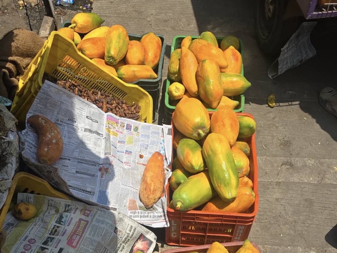 Taiwan Papaya बिक्री के लिए, वर्धा, महाराष्ट्र