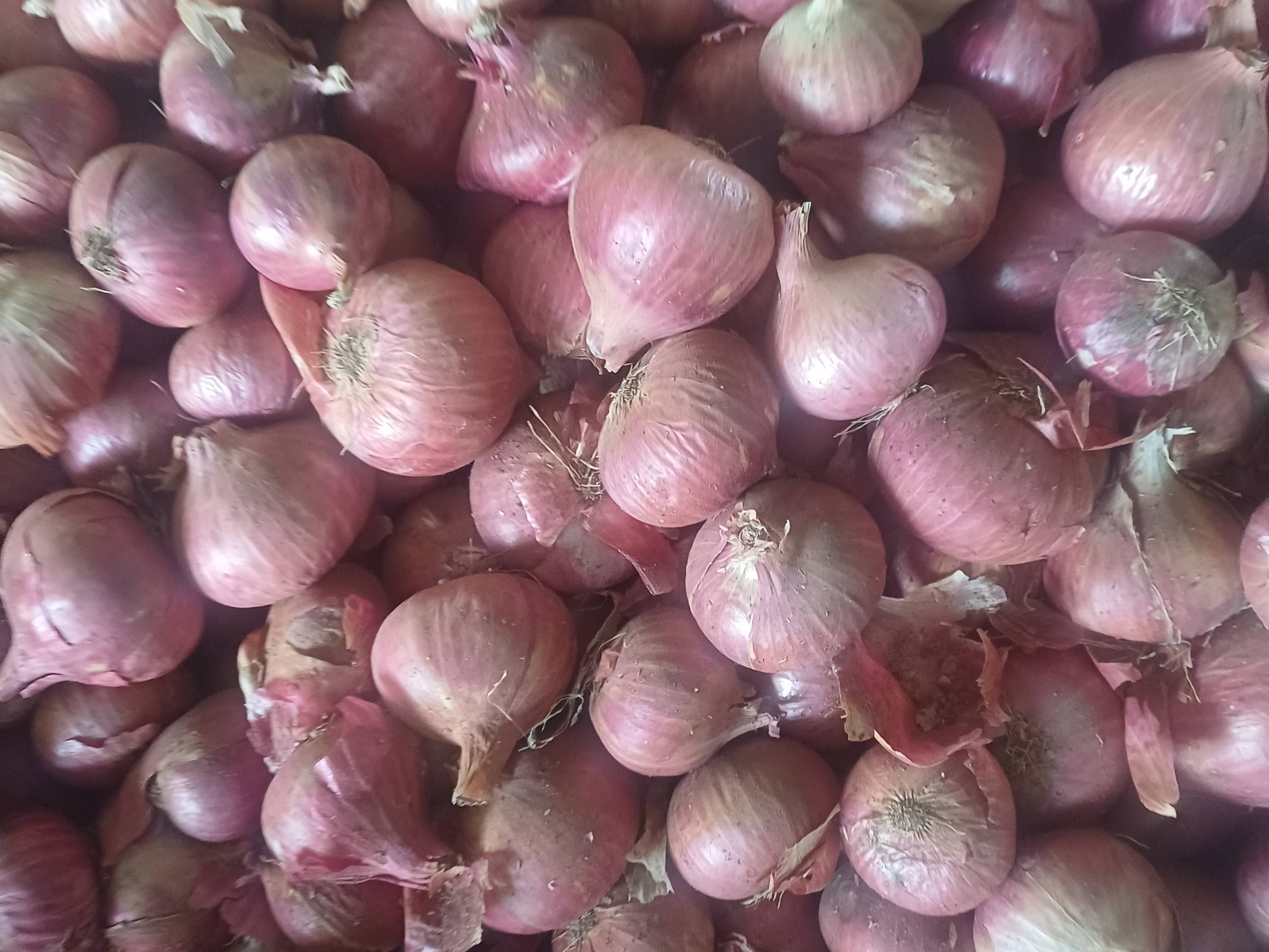 Summer Onion बिक्री के लिए, नासिक, महाराष्ट्र
