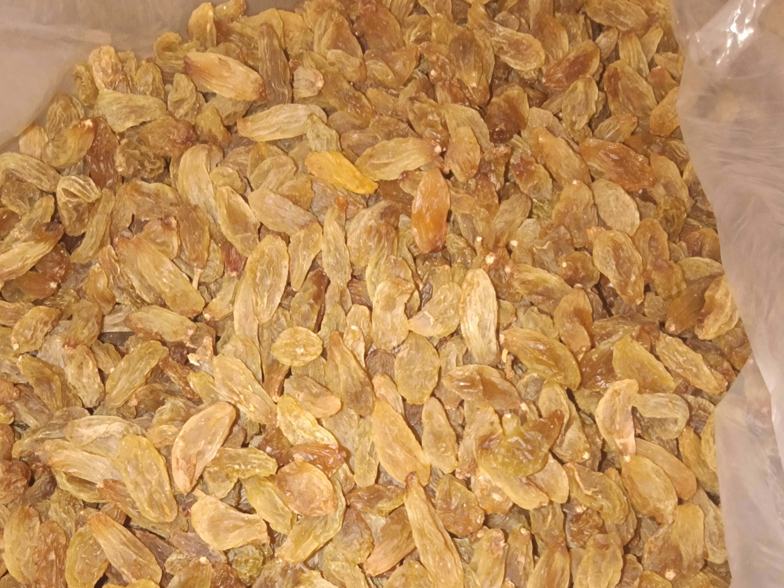 Anab-e-Shahi Raisins for sale in Solapur, Maharashtra