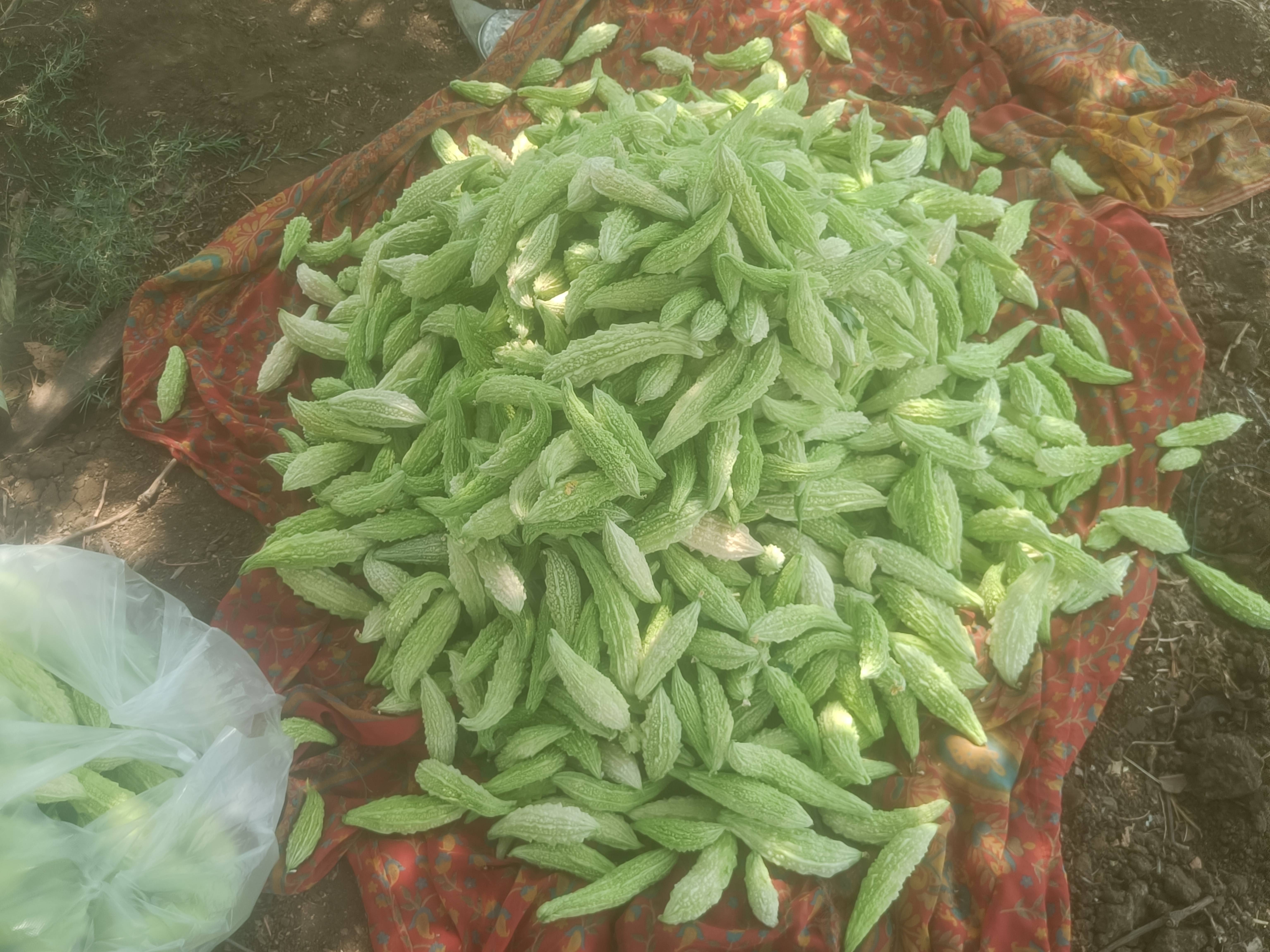 White Bitter Gourd बिक्री के लिए, बीड, महाराष्ट्र