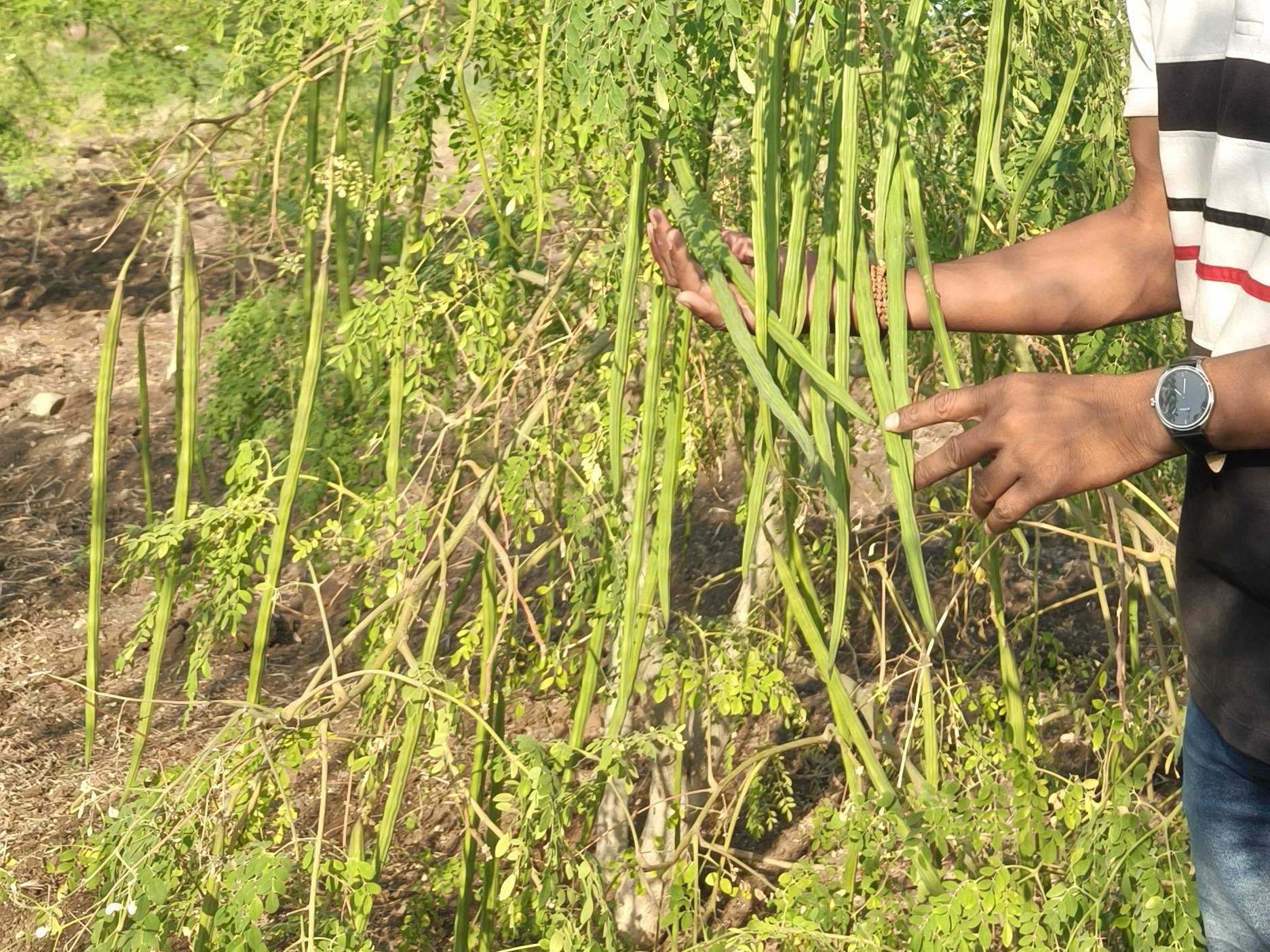 ODC3 बिक्री के लिए, परभणी, महाराष्ट्र