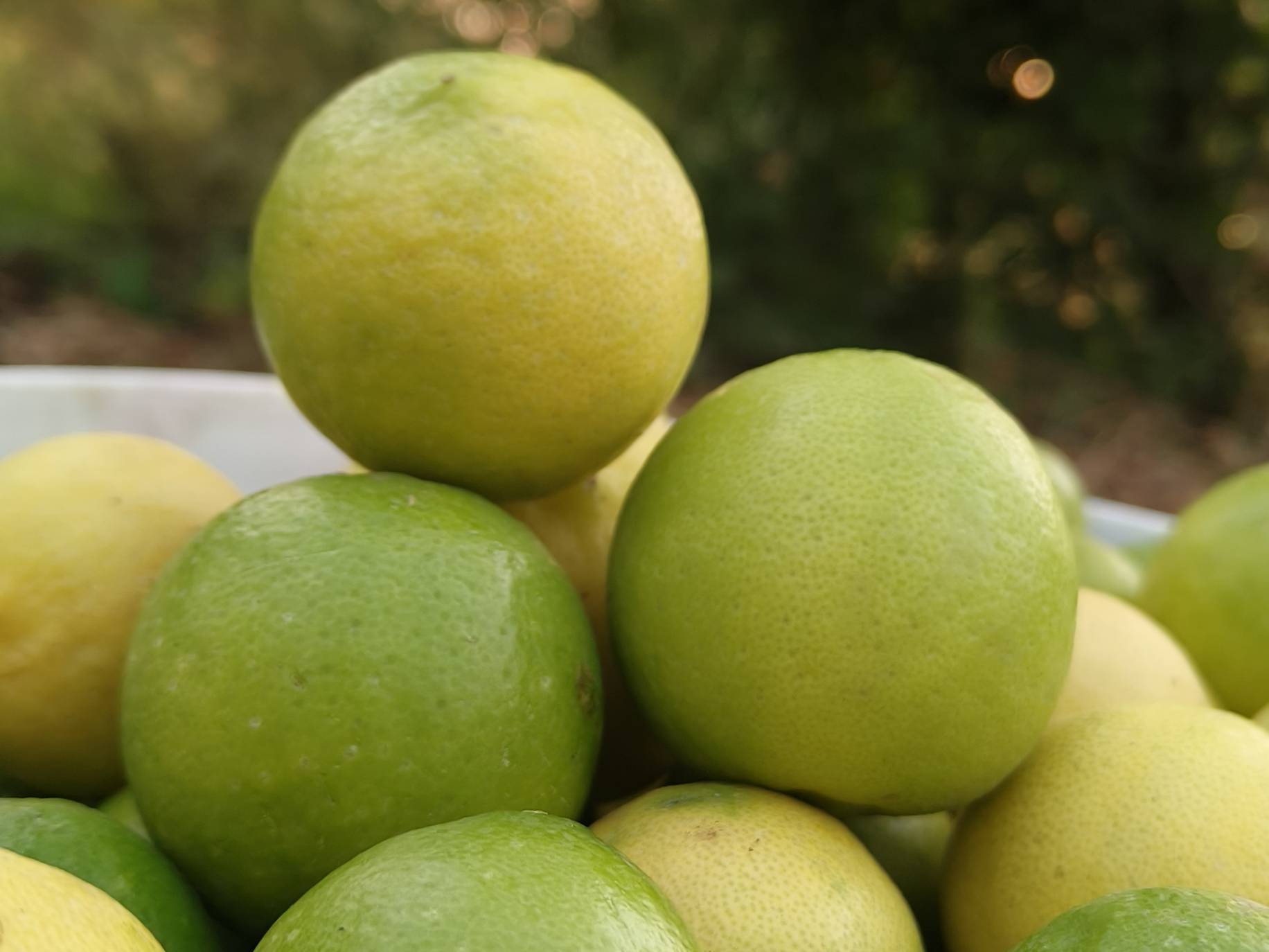 Nemu Tenga for sale in Parbhani, Maharashtra