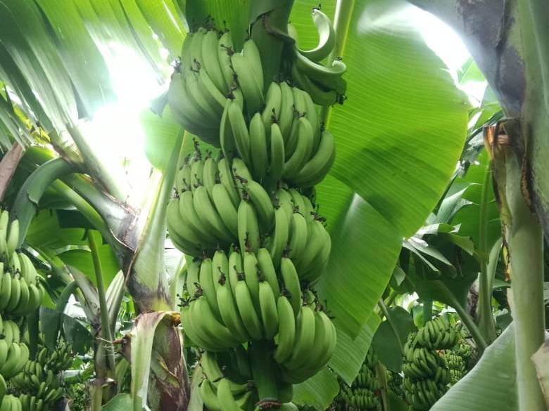 Cavendish Banana for sale in Latur, Maharashtra