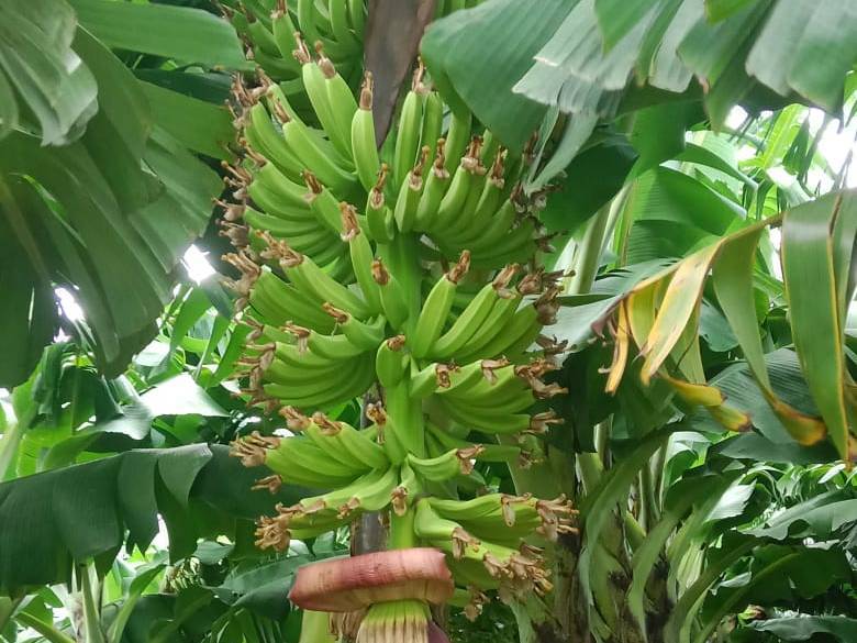 Banana Cavendish Banana