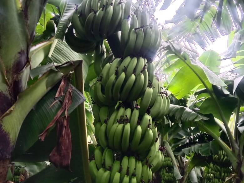 Cavendish Banana for sale in Latur, Maharashtra