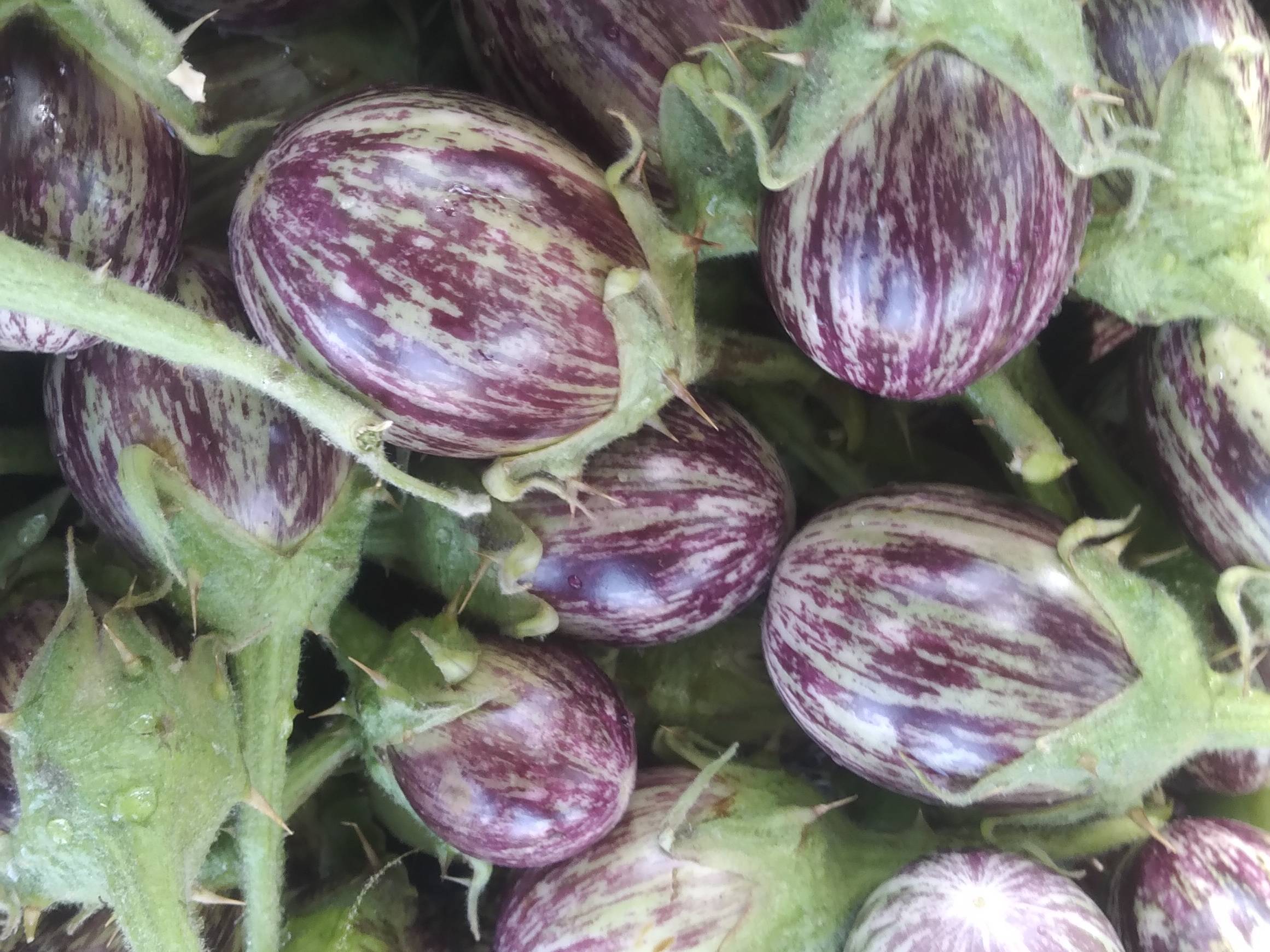 Striped Brinjal (purple) बिक्री के लिए, अहिल्यानगर, महाराष्ट्र