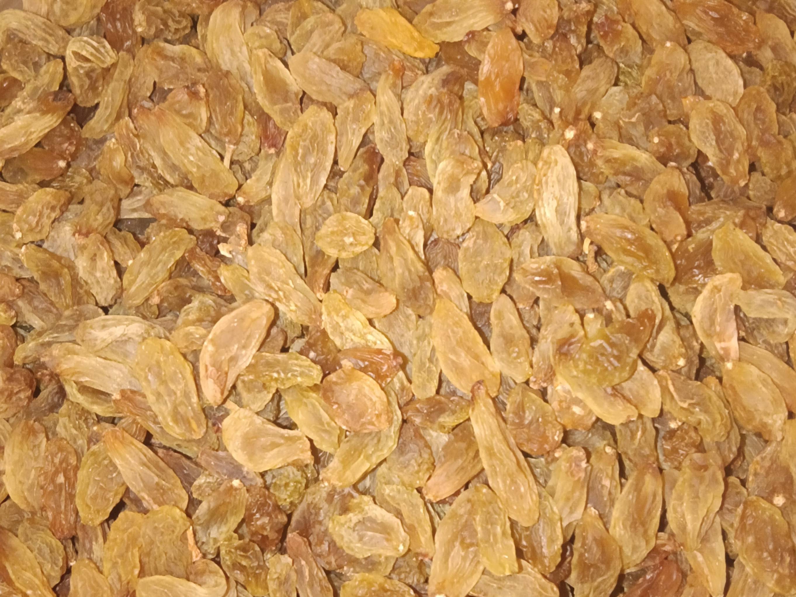 Anab-e-Shahi Raisins बिक्री के लिए, सोलापुर, महाराष्ट्र