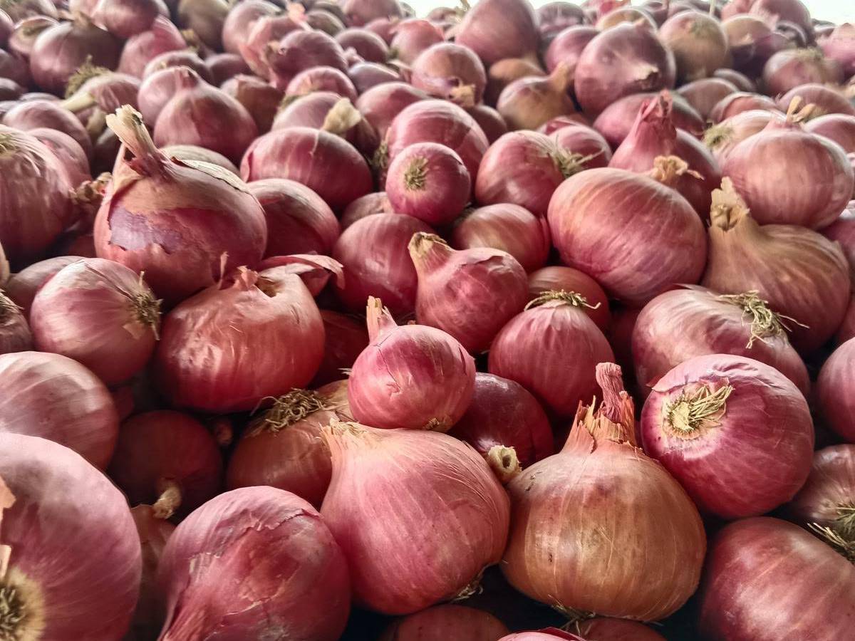 Summer Onion विक्रीसाठी, अहिल्यानगर, महाराष्ट्र