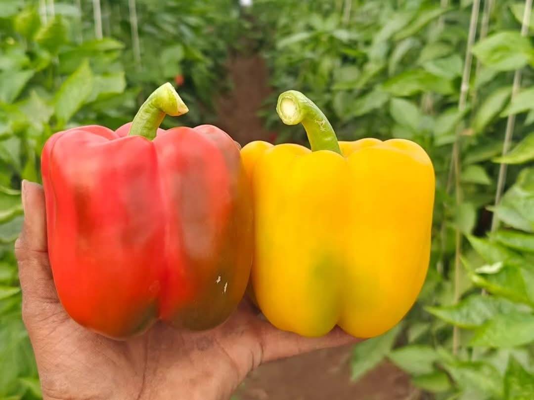 Yellow capsicum विक्रीसाठी, सांगली, महाराष्ट्र