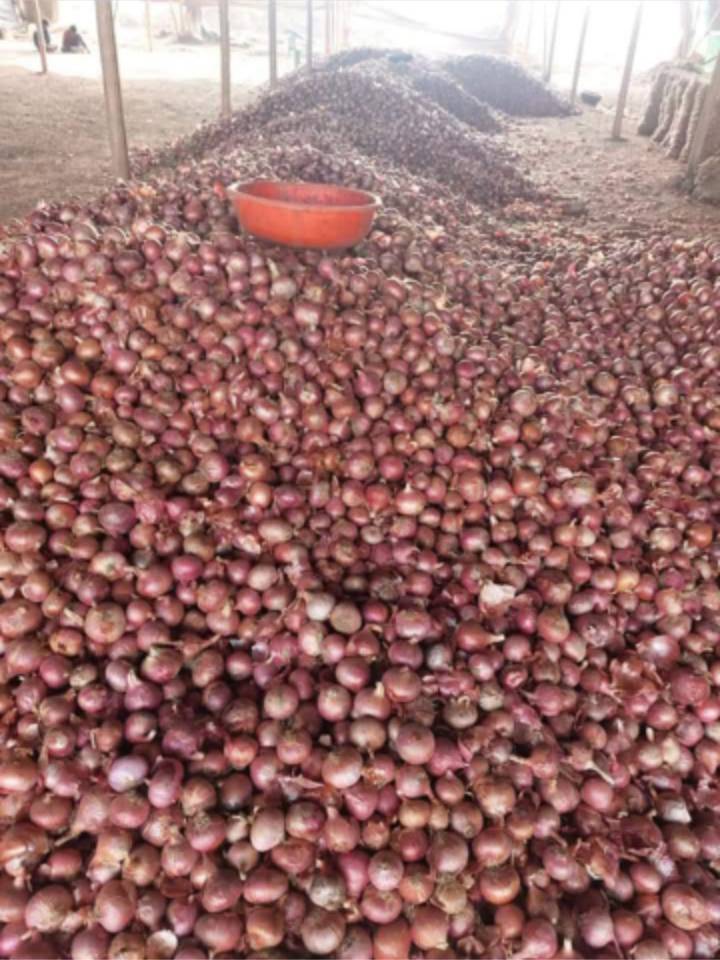 Onion Red Onion