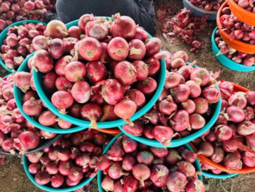 Red Onion विक्रीसाठी, नाशिक, महाराष्ट्र