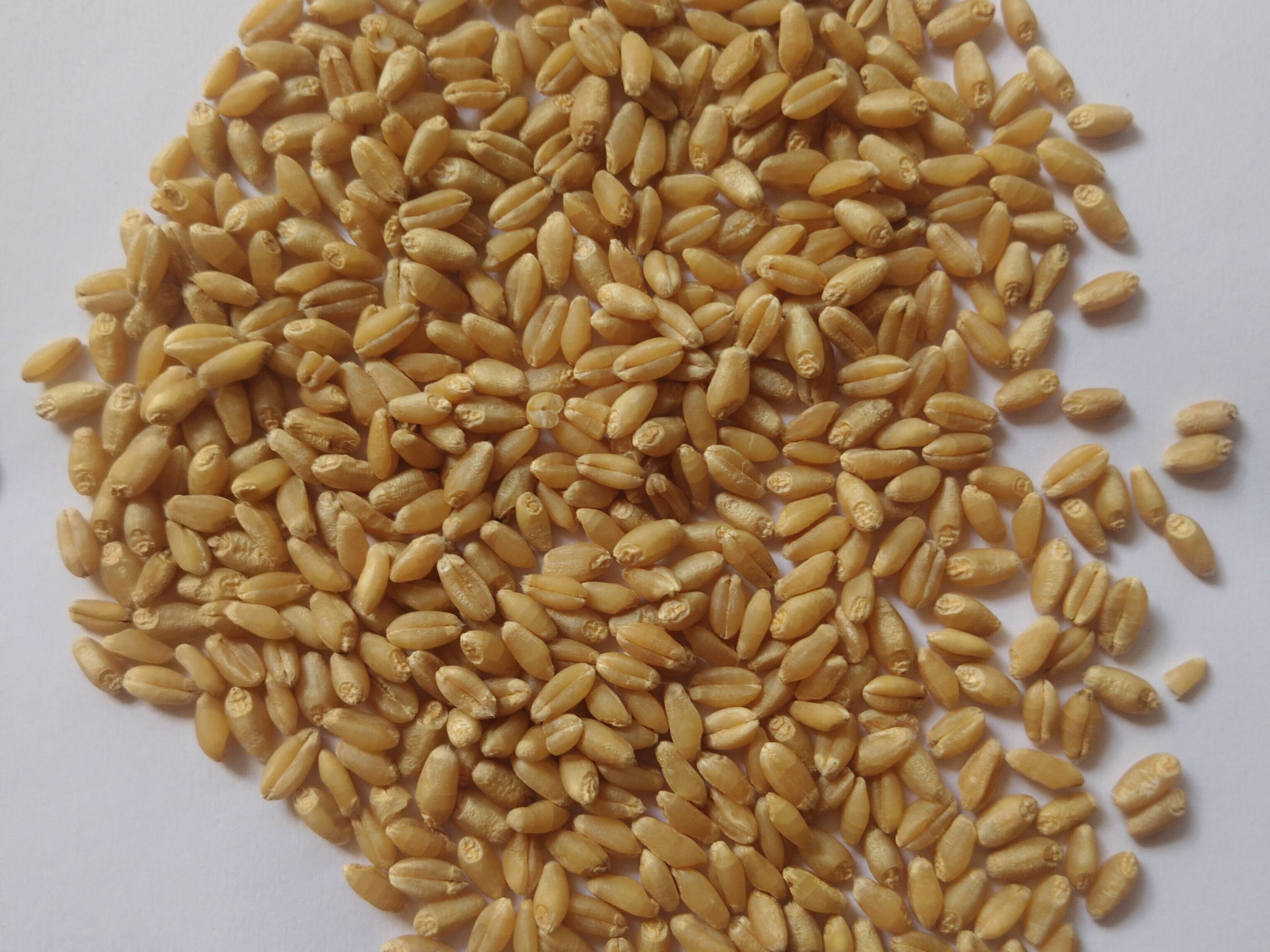 Durum for sale in Pune, Maharashtra