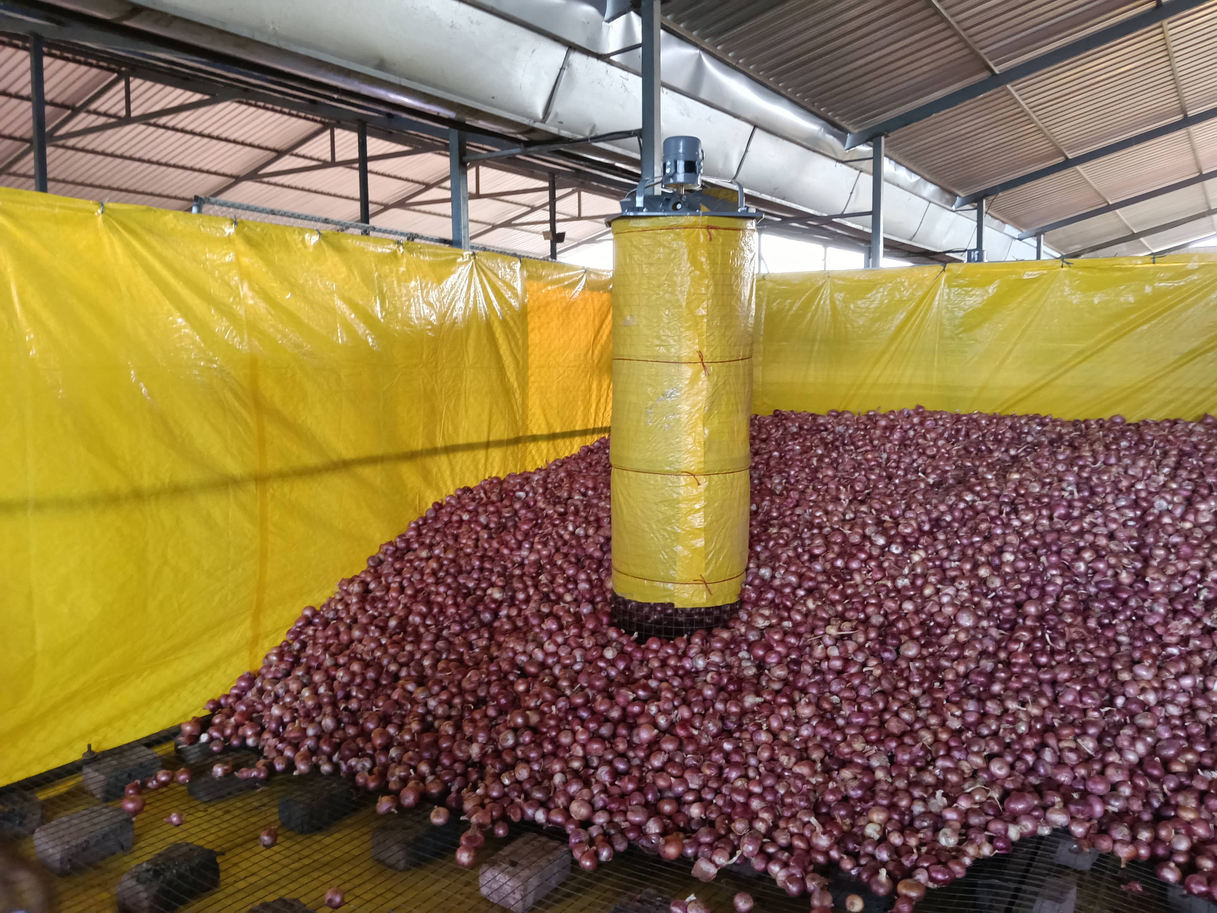 Red Onion बिक्री के लिए, नासिक, महाराष्ट्र