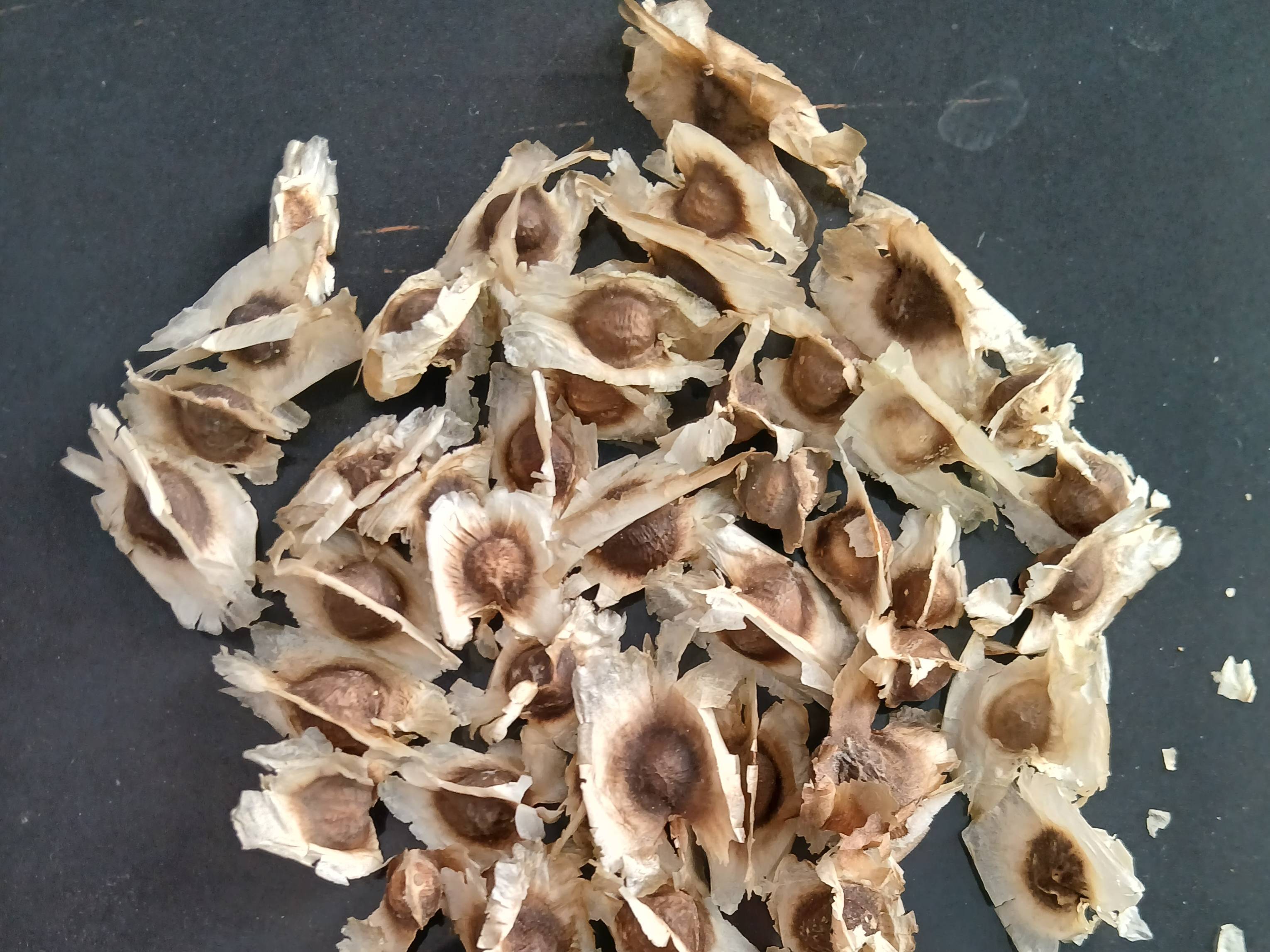 Drumstick Seeds ODC-3