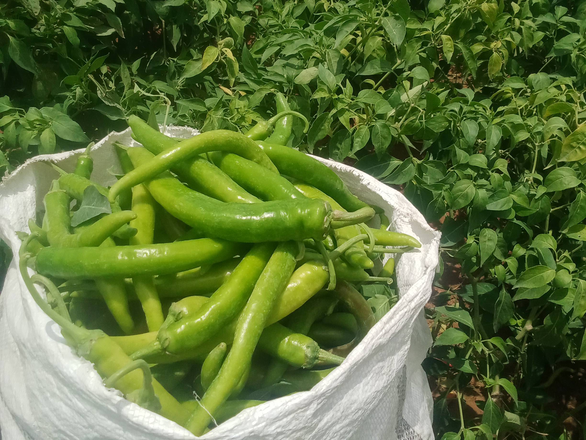 Mathania Chilli for sale in Jalor, Rajasthan