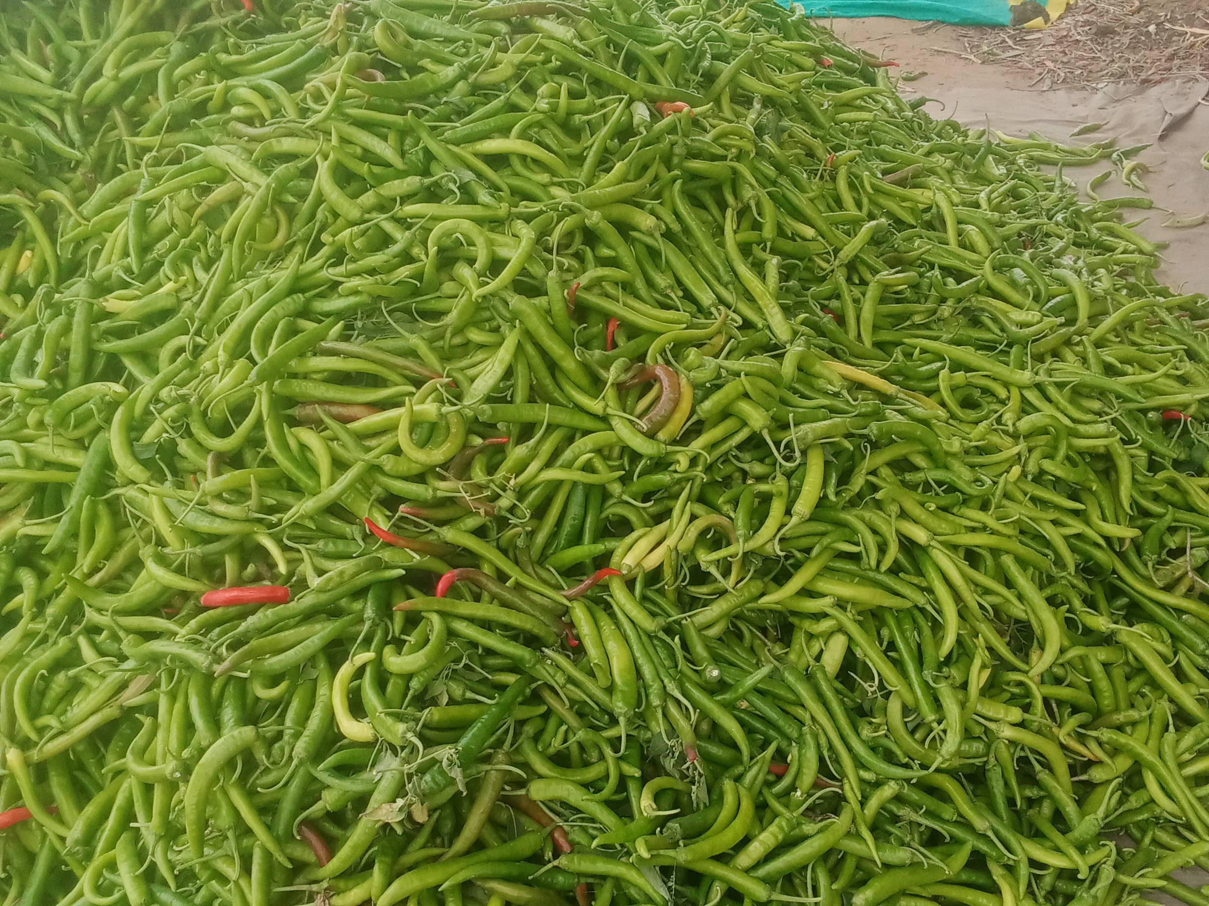 Mathania Chilli for sale in Jalor, Rajasthan
