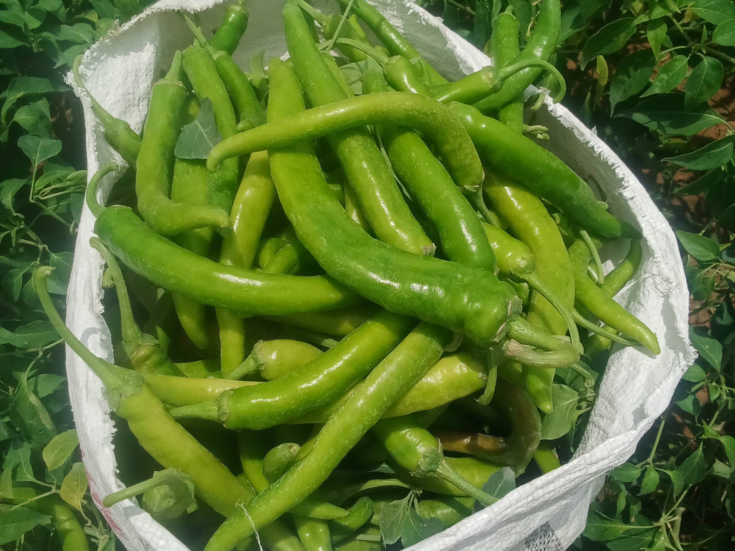 Mathania Chilli for sale in Jalor, Rajasthan