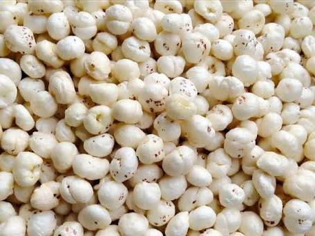 Raw Fox Nuts for sale in Bharuch, Gujarat