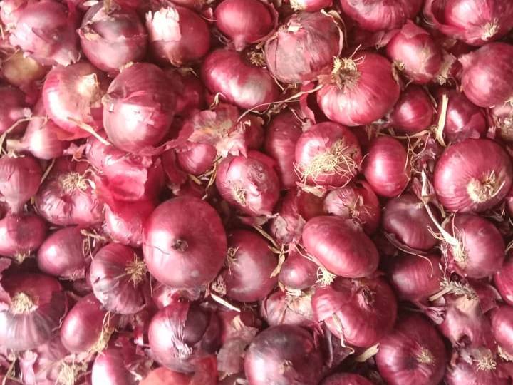 Red Onion for sale in Sikar, Rajasthan