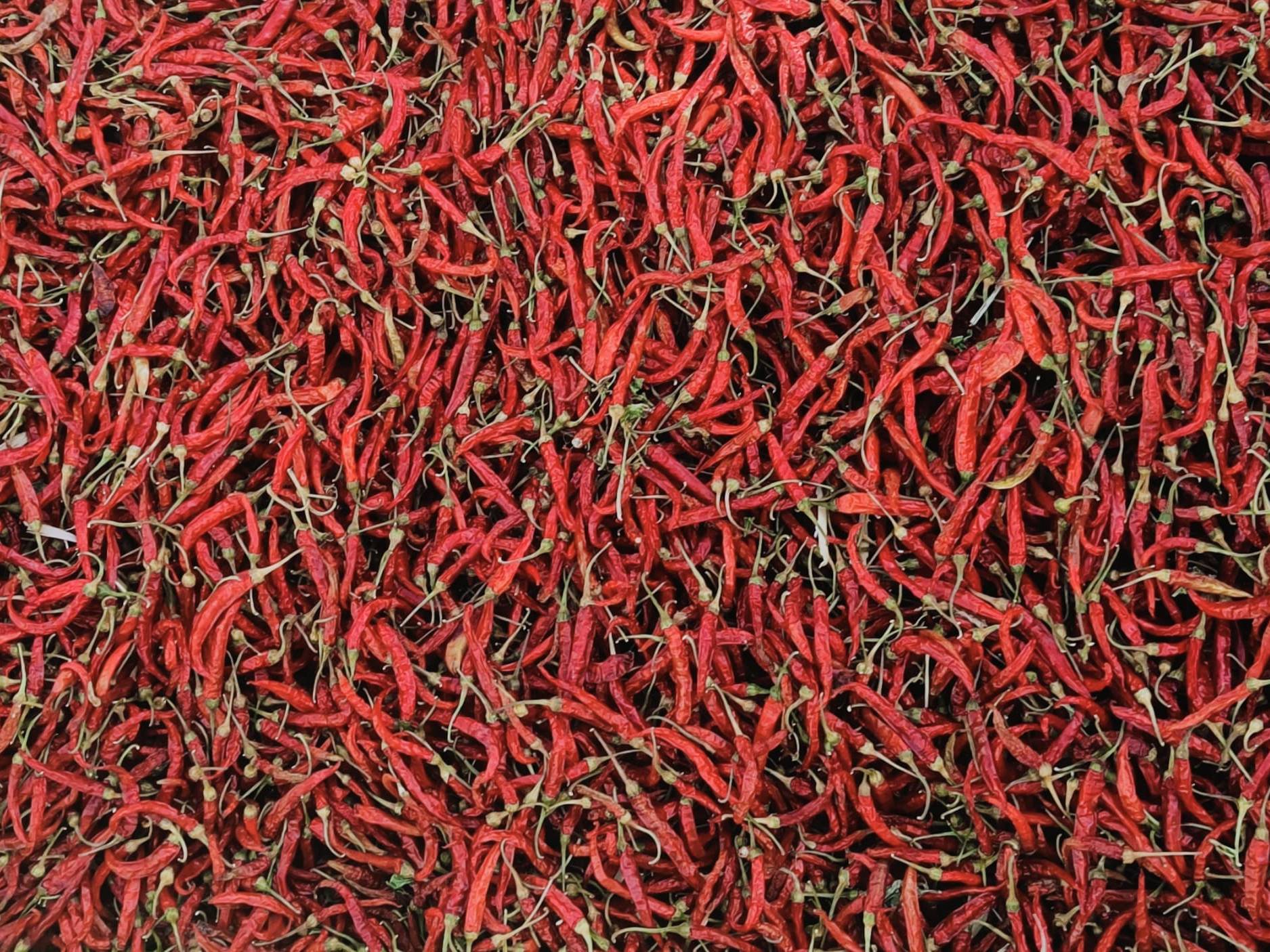 Dry Red Chilli बिक्री के लिए, सोलापुर, महाराष्ट्र