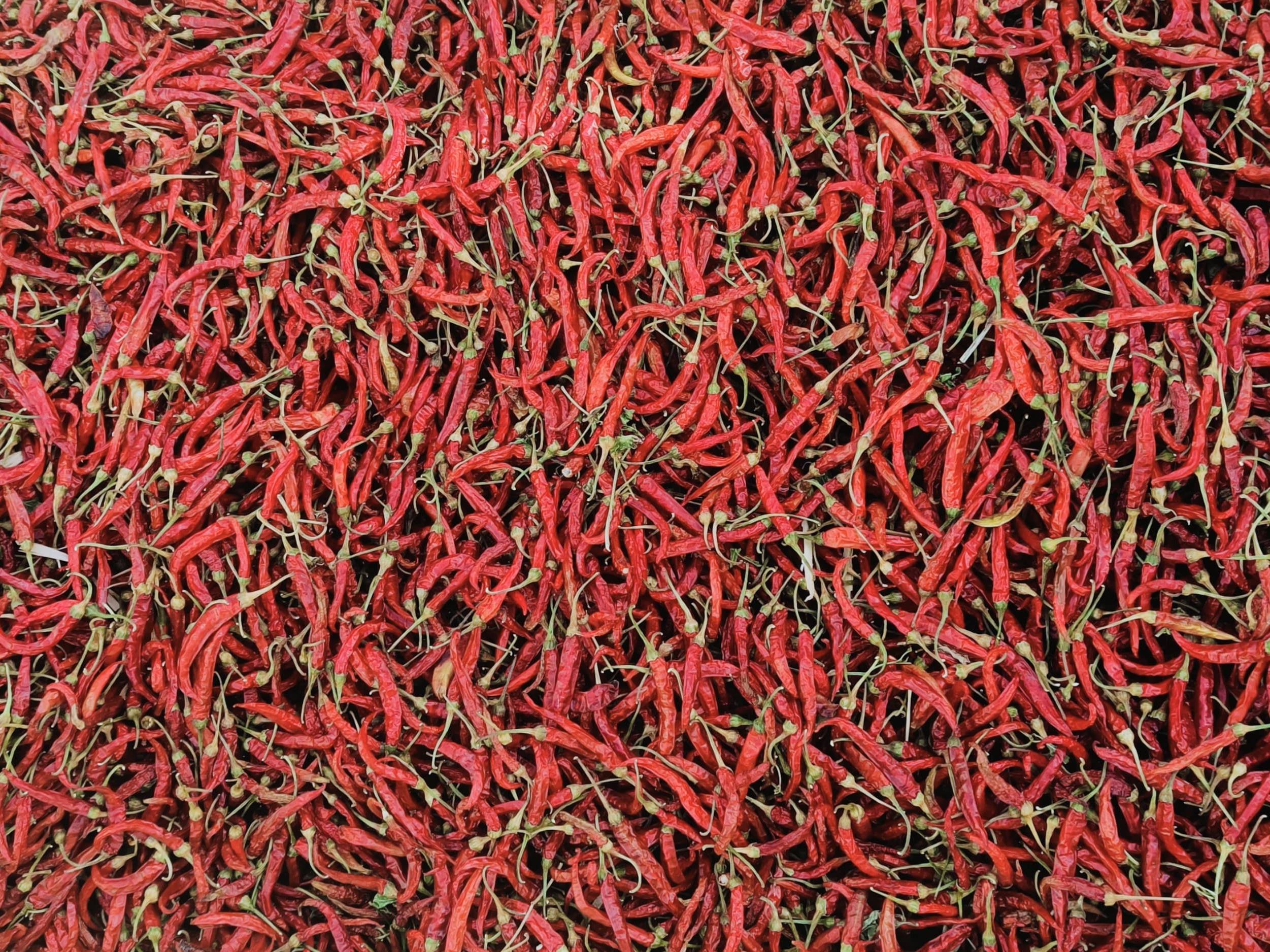 Dry Red Chilli बिक्री के लिए, सोलापुर, महाराष्ट्र