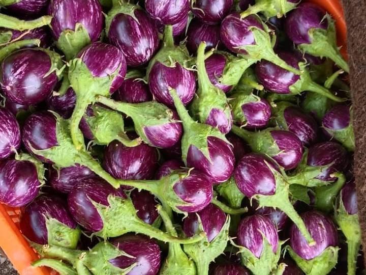 Striped Brinjal (purple) विक्रीसाठी, नाशिक, महाराष्ट्र