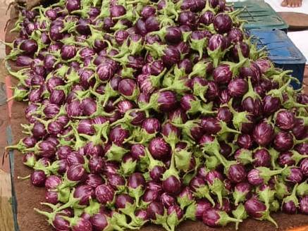 Striped Brinjal (purple) विक्रीसाठी, नाशिक, महाराष्ट्र