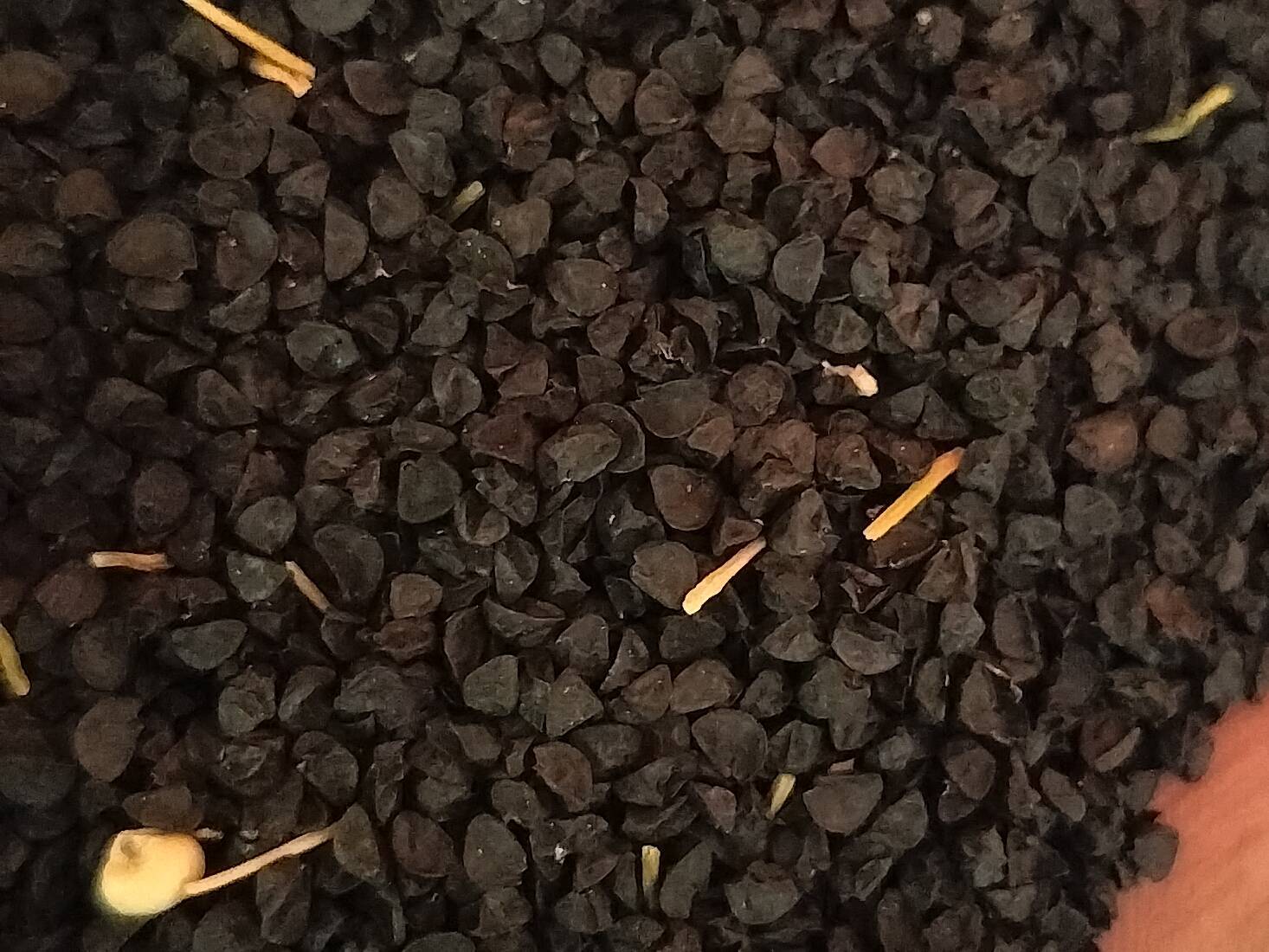 Onion Seeds Red Onion Seeds