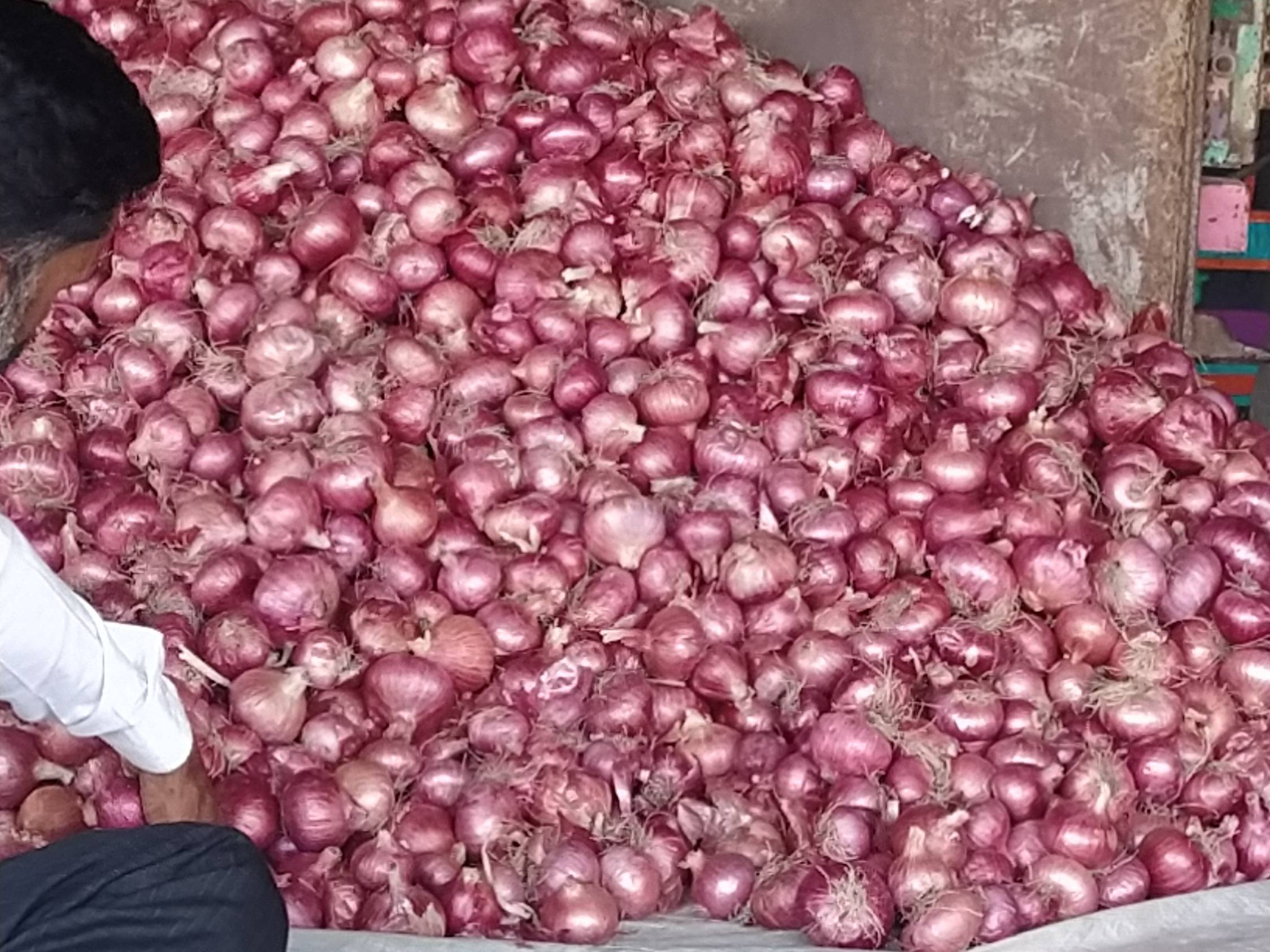 Summer Onion विक्रीसाठी, नाशिक, महाराष्ट्र