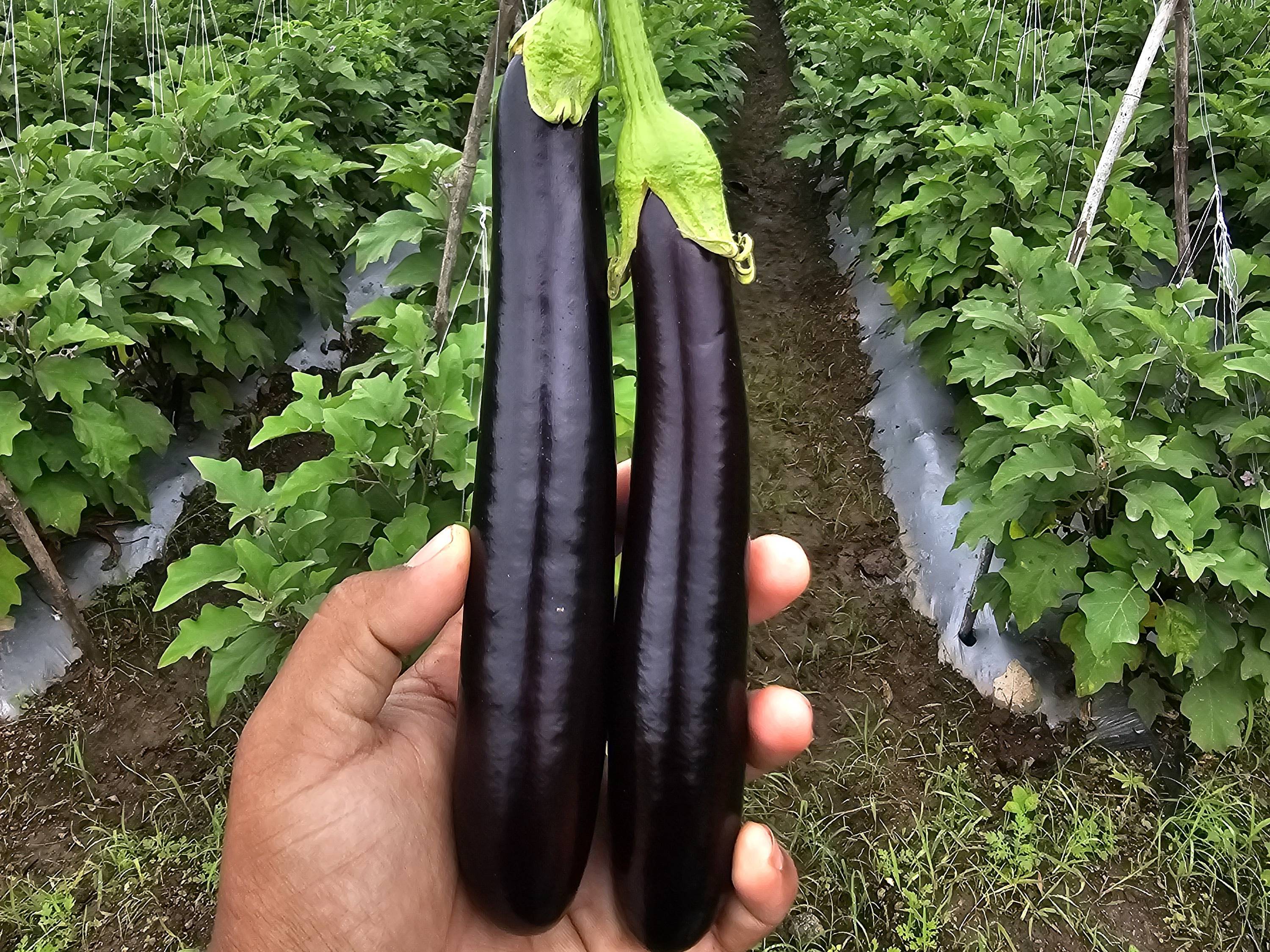 Japanese Eggplant for sale in Nashik, Maharashtra