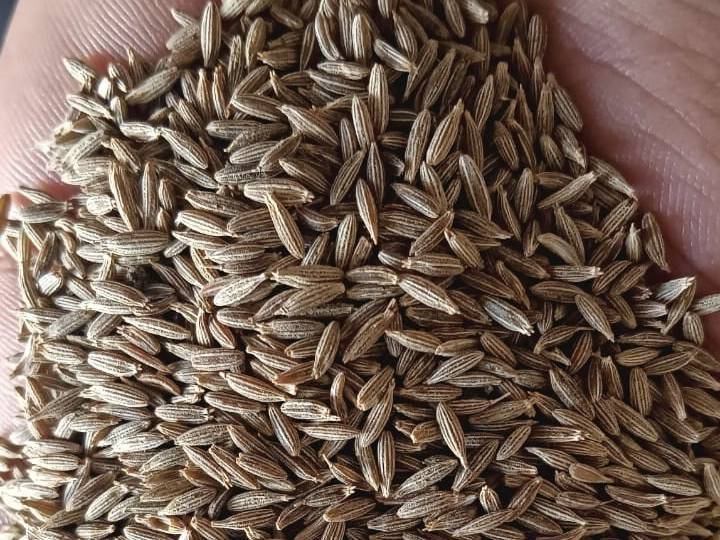 Cumin Seeds बिक्री के लिए, पश्चिमी दिल्ली, दिल्ली