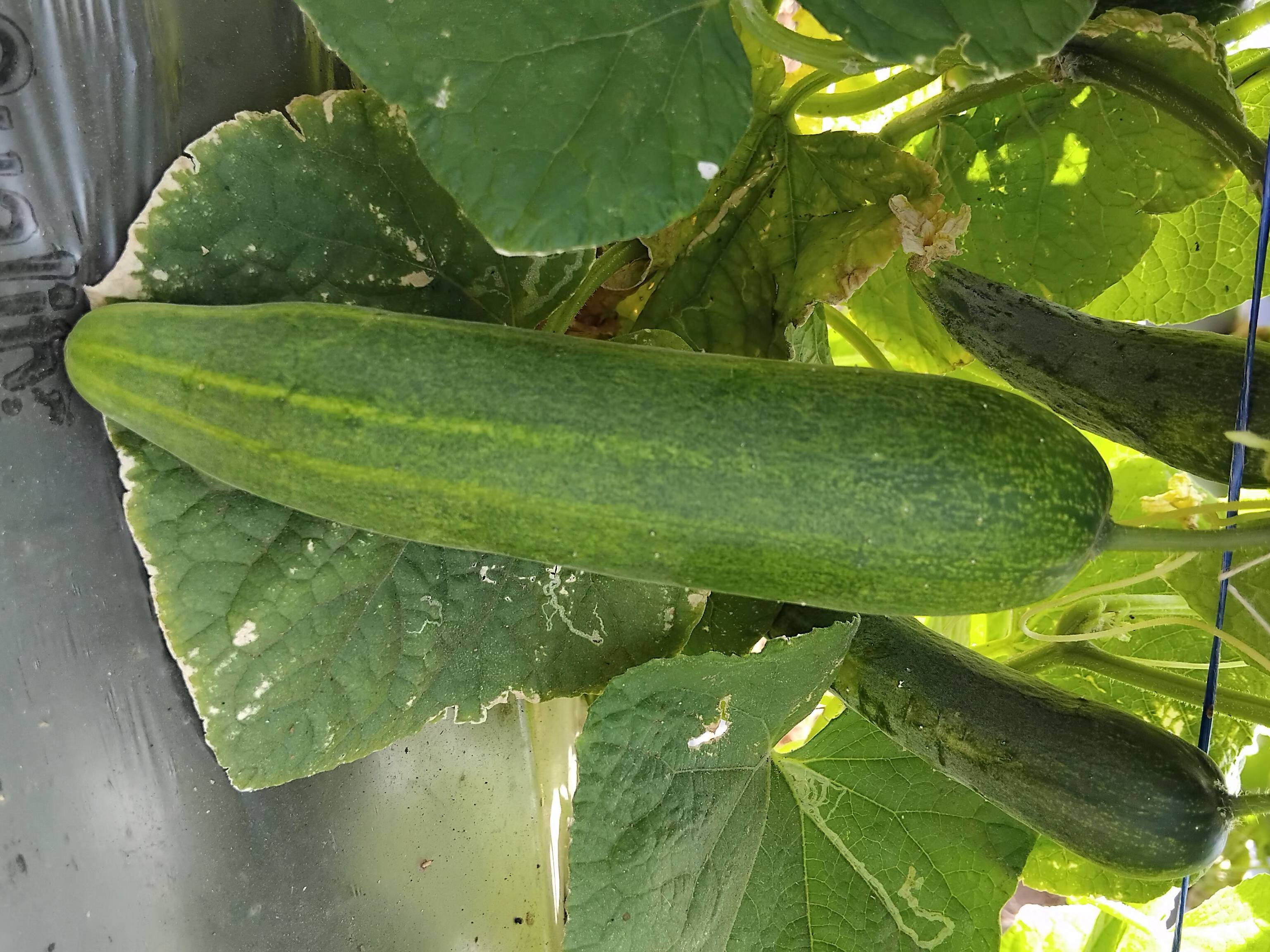 Green Cucumber विक्रीसाठी, पश्चिम निमाड, मध्य प्रदेश
