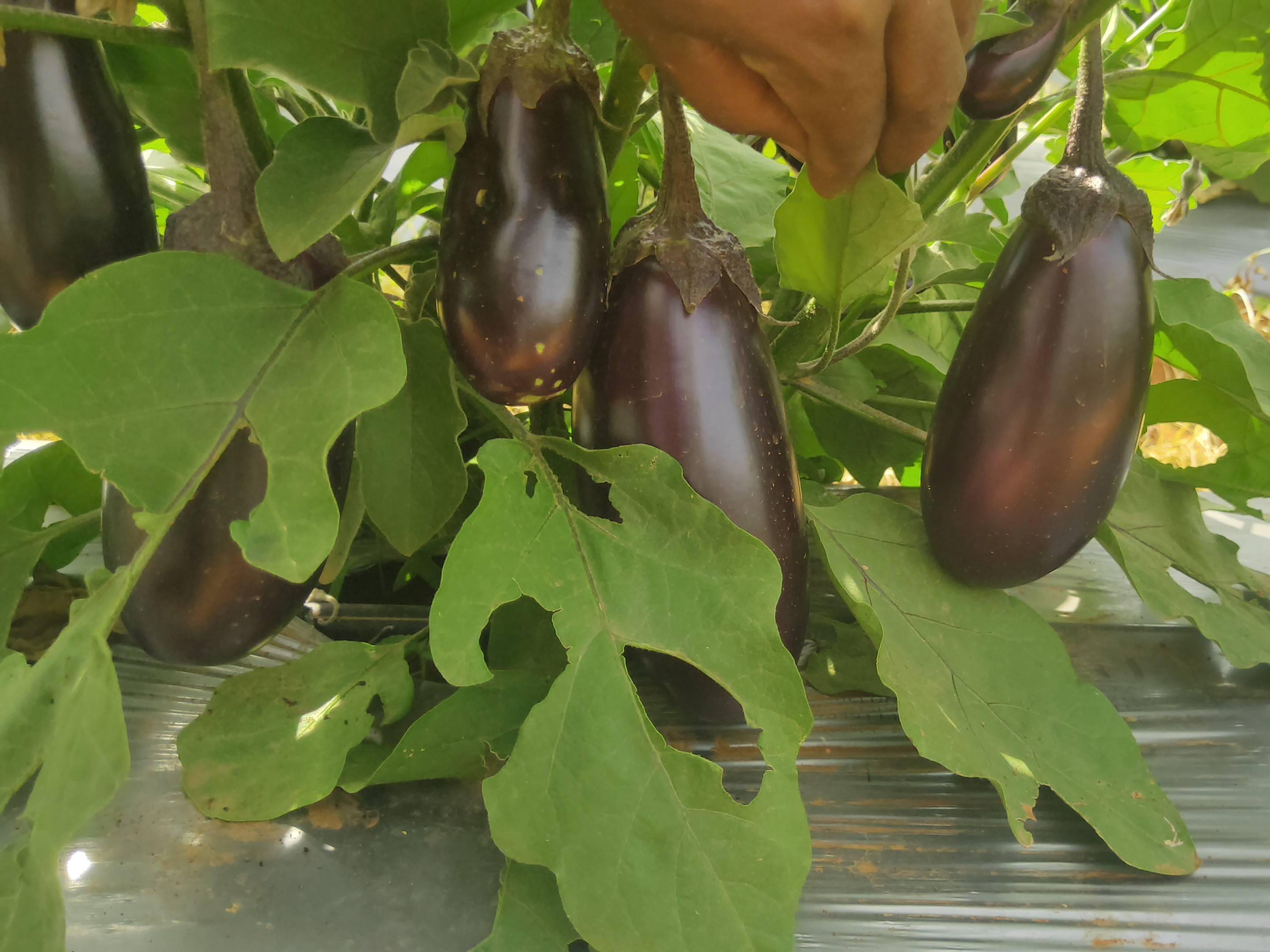 Purple Brinjal for sale in Surguja, Chhattisgarh