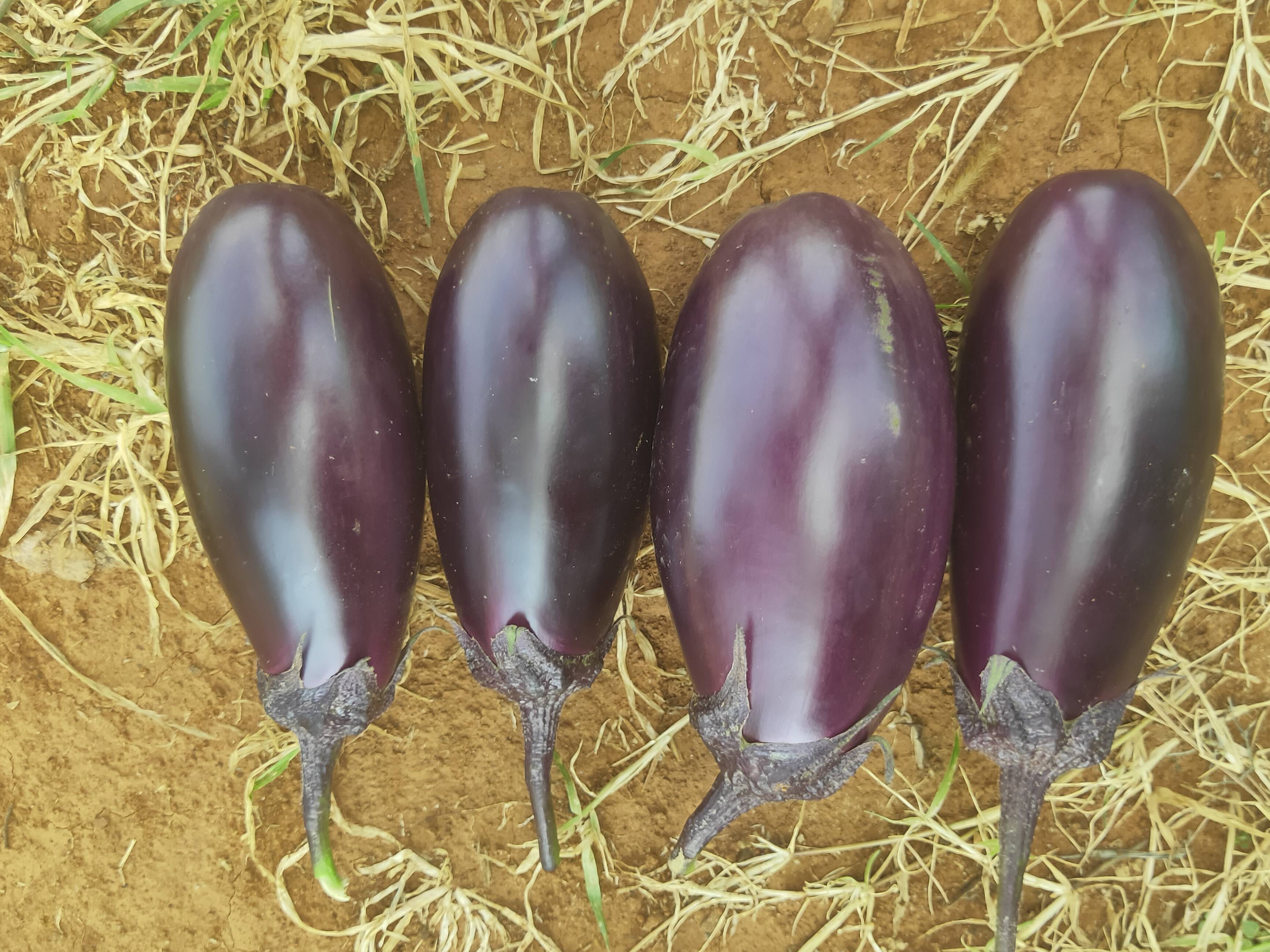 Purple Brinjal for sale in Surguja, Chhattisgarh