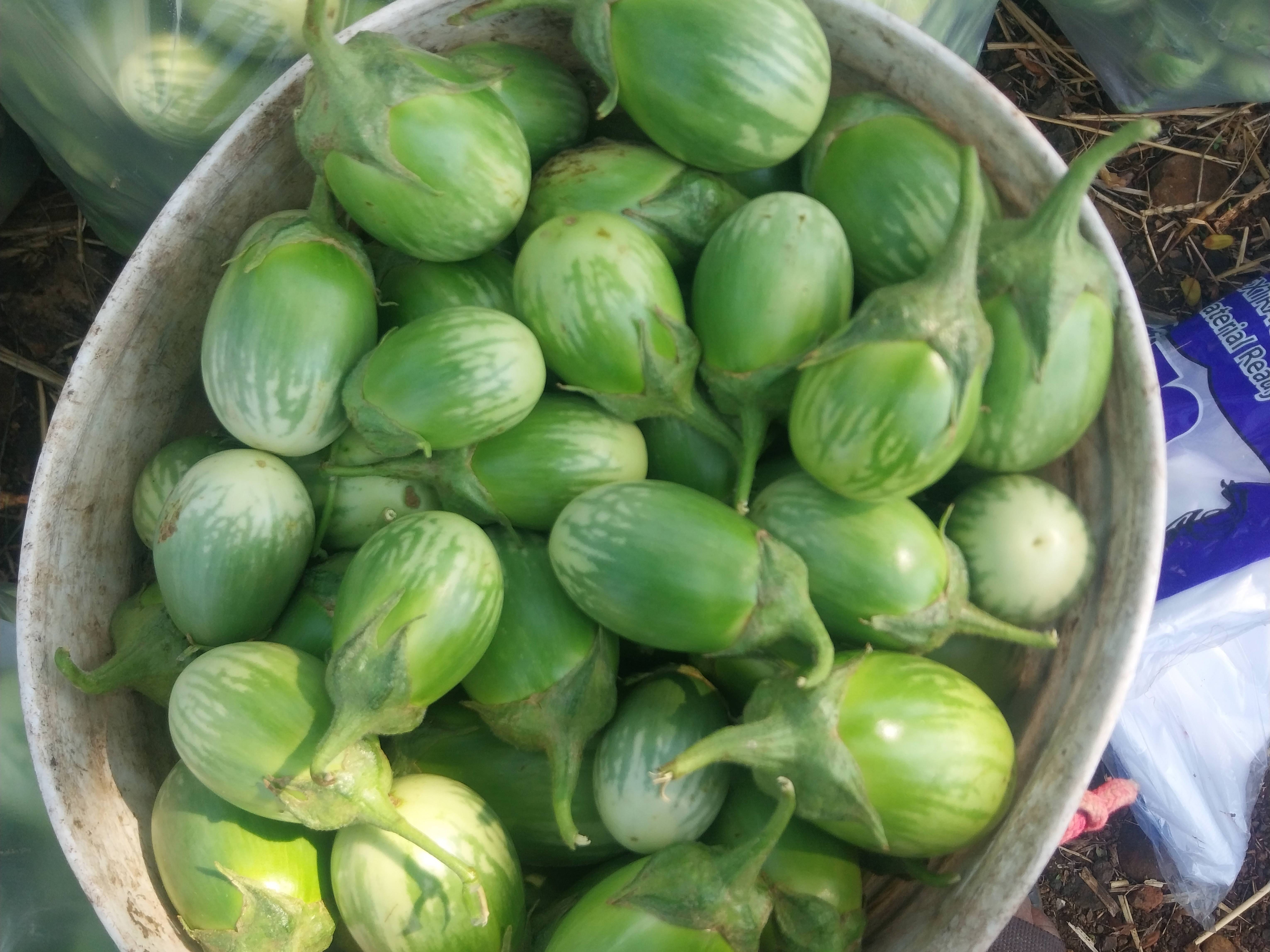 Striped Brinjal बिक्री के लिए, छिंदवाड़ा, मध्य प्रदेश