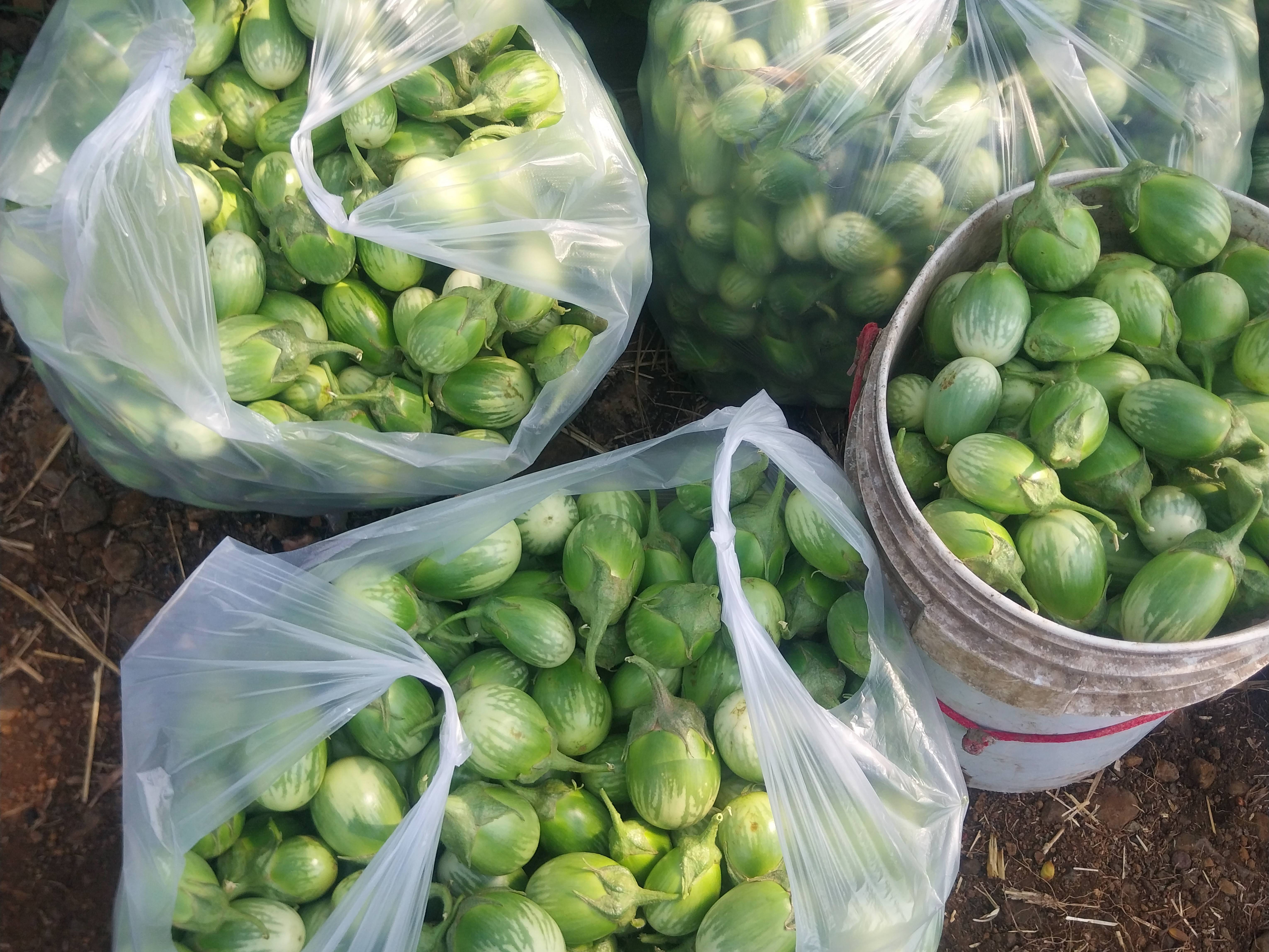 Striped Brinjal बिक्री के लिए, छिंदवाड़ा, मध्य प्रदेश