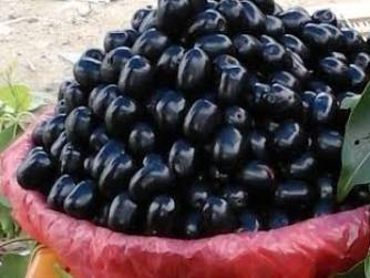 Raj Jamun बिक्री के लिए, सोलापुर, महाराष्ट्र