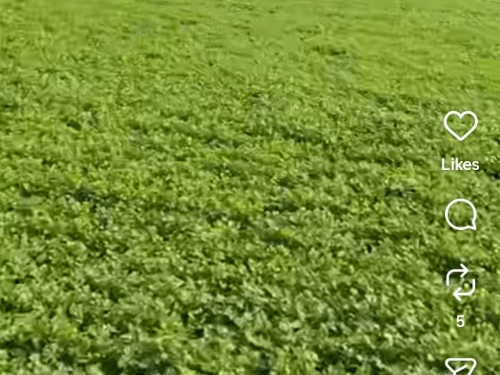 Coriander Leave for sale in Parbhani, Maharashtra