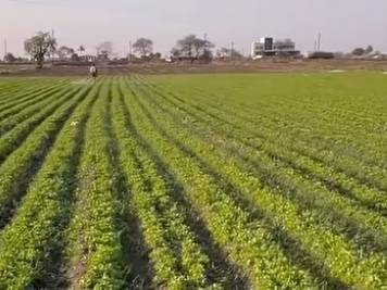 Coriander Leave for sale in Parbhani, Maharashtra