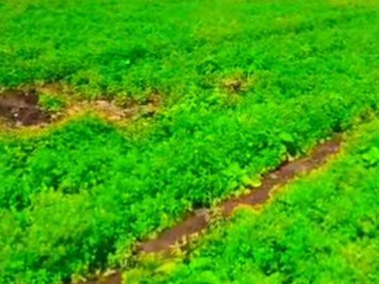 Coriander Leave for sale in Parbhani, Maharashtra