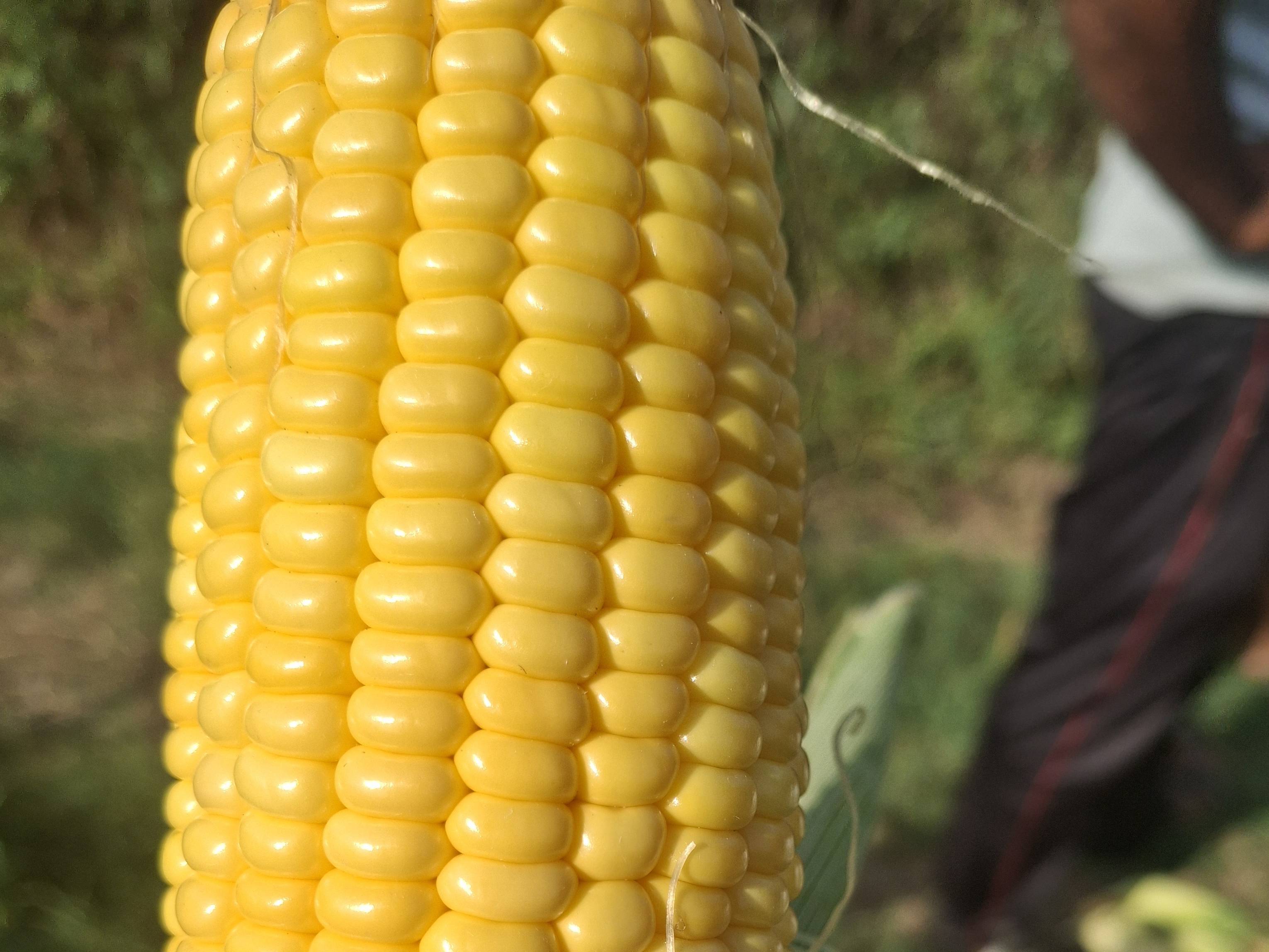 SweetCorn for sale in Nashik, Maharashtra