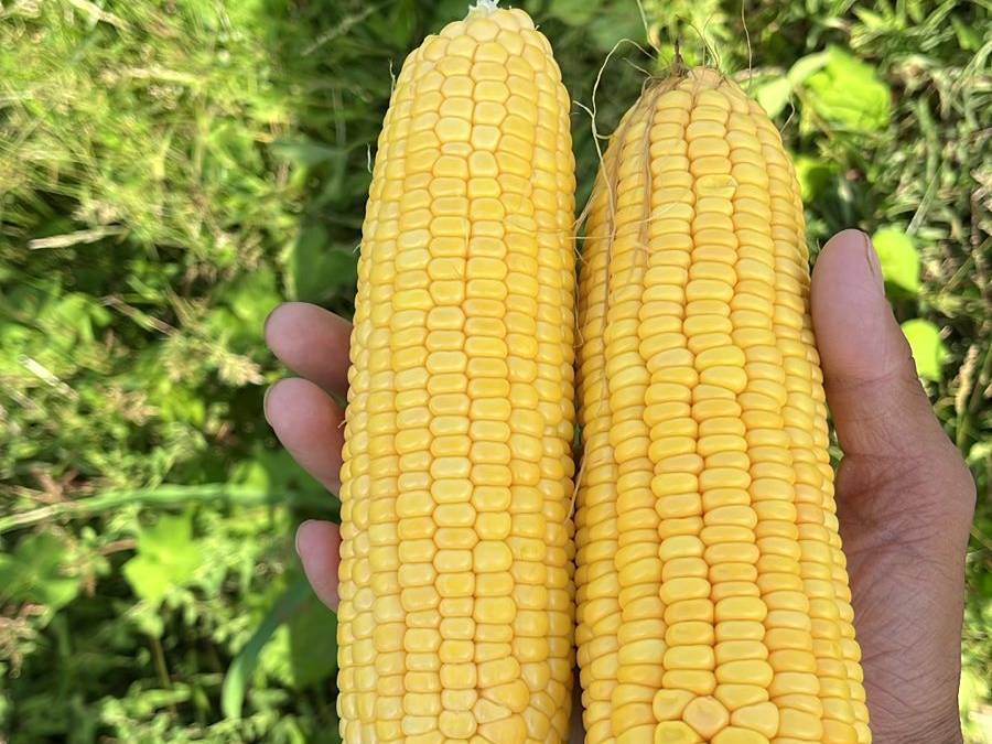 SweetCorn for sale in Nashik, Maharashtra