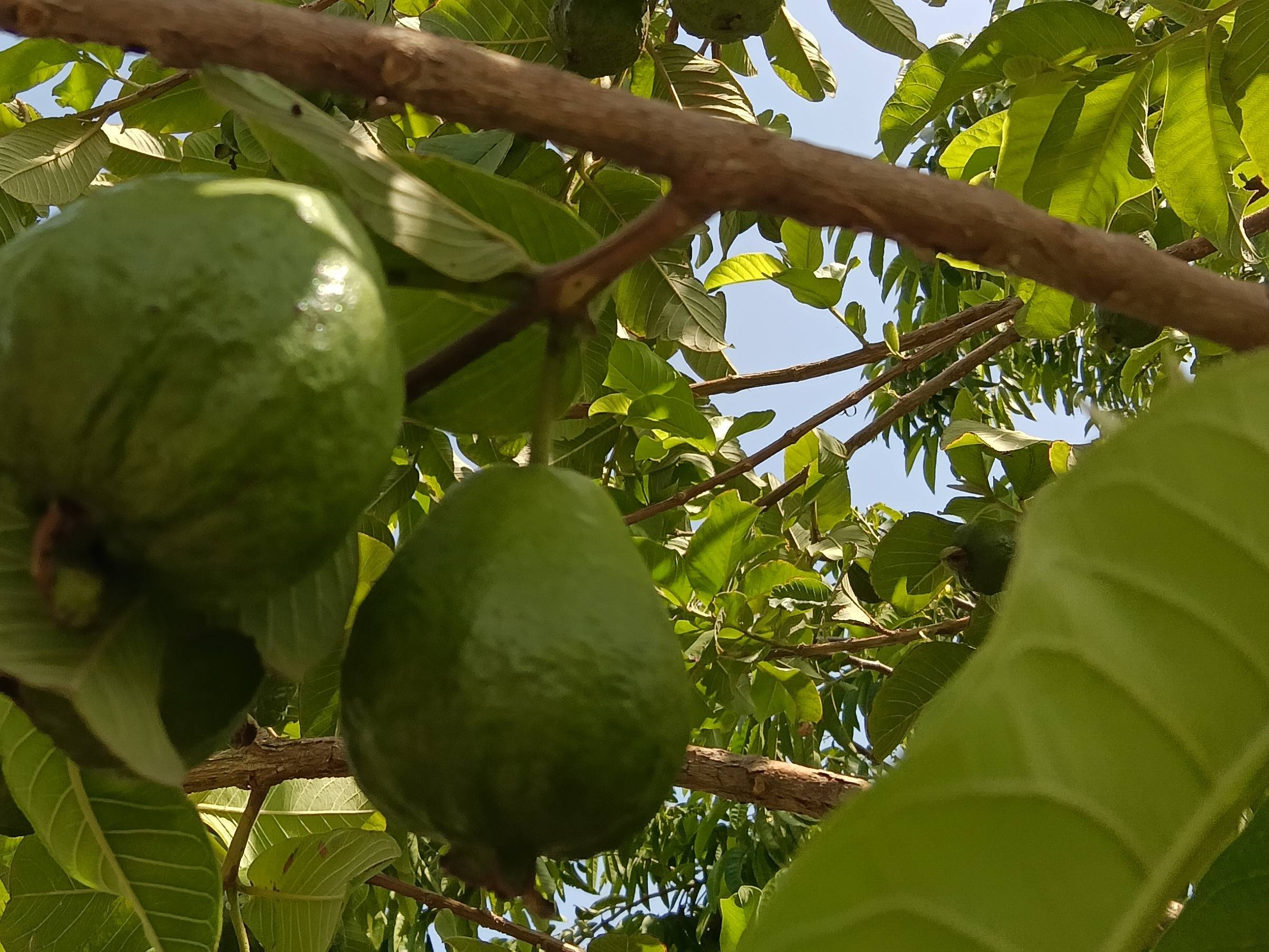 Thai Guava for sale in Solapur, Maharashtra