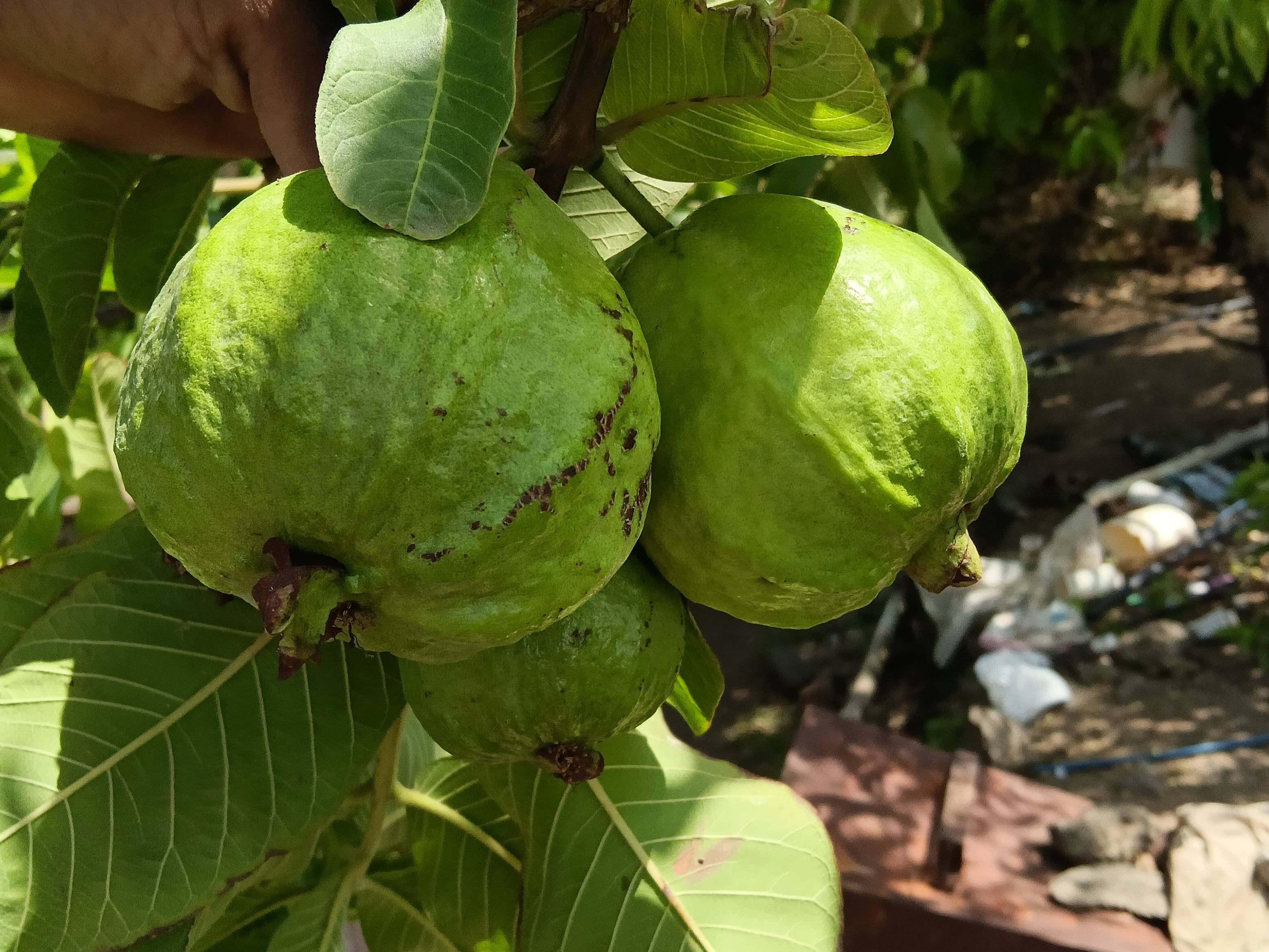 Thai Guava for sale in Solapur, Maharashtra