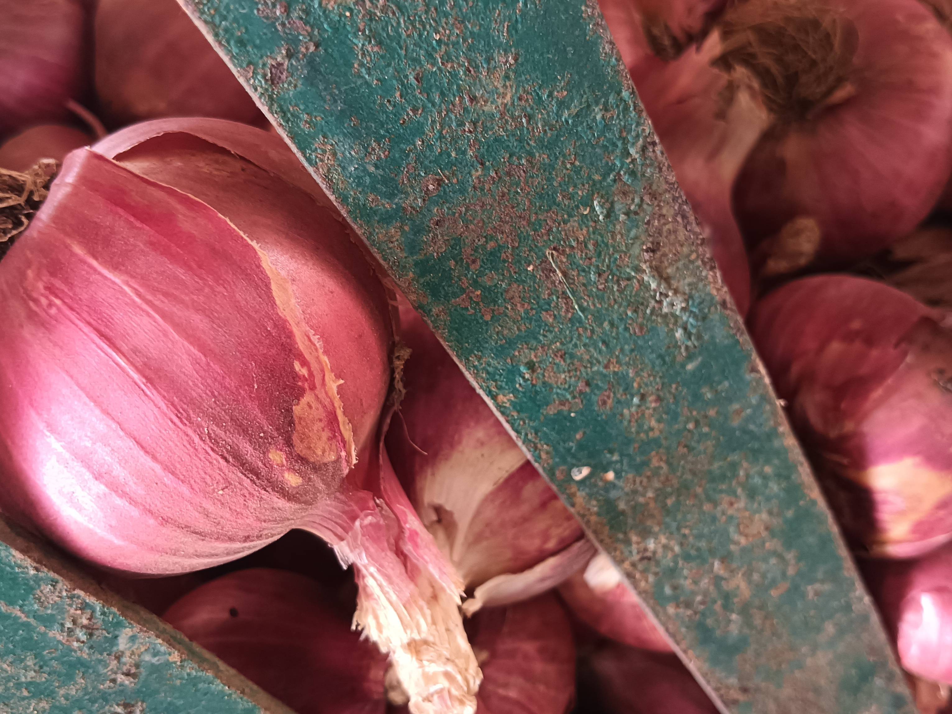 Summer Onion for sale in Nashik, Maharashtra